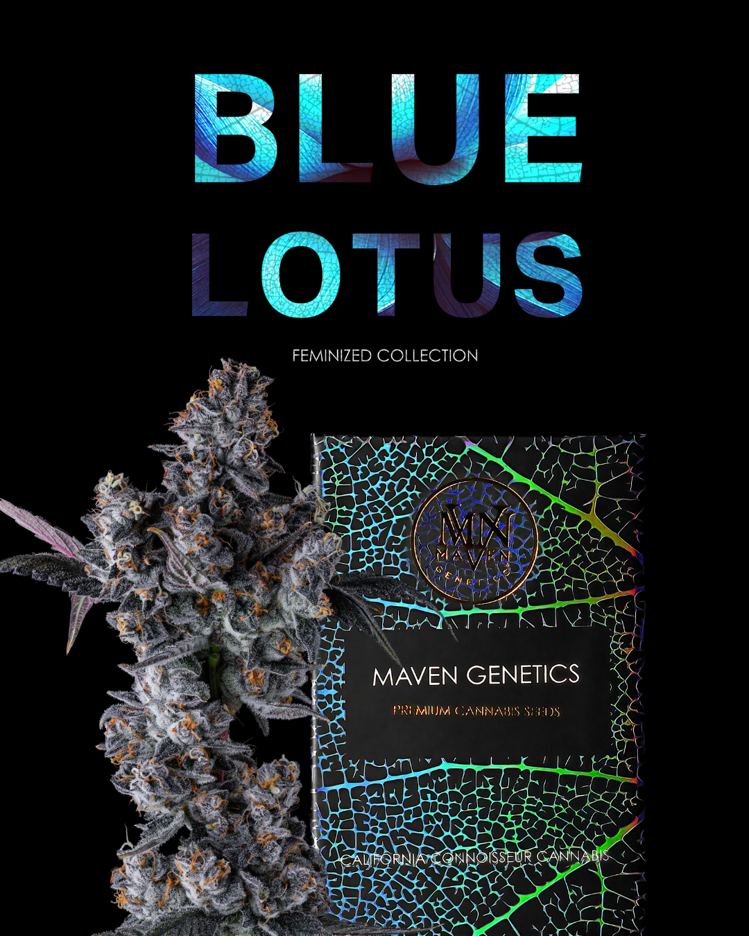 Blue Lotus Seed Collection