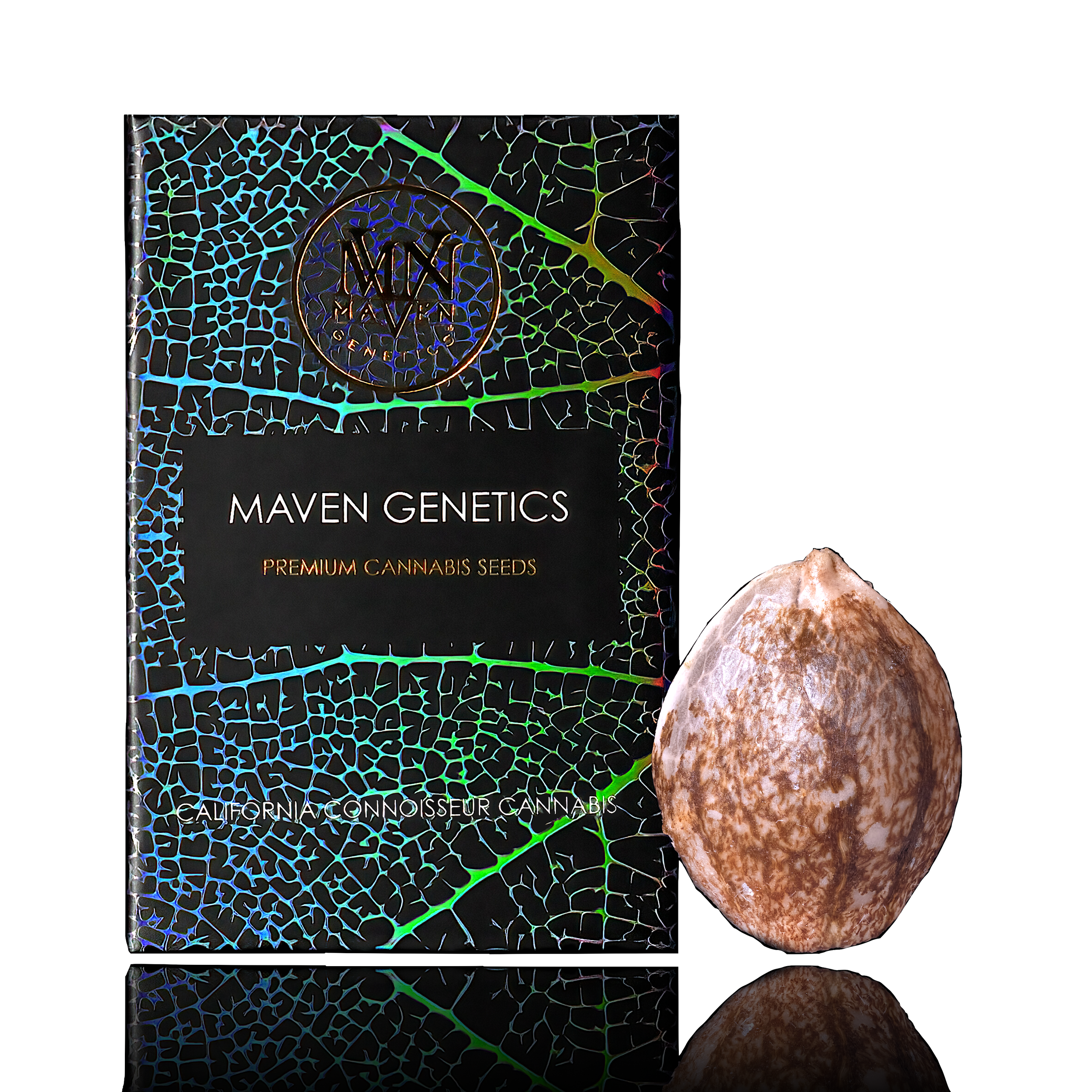 Black package of Maven Genetics premium cannabis seeds next to a large, speckled cannabis seed on a black reflective surface.