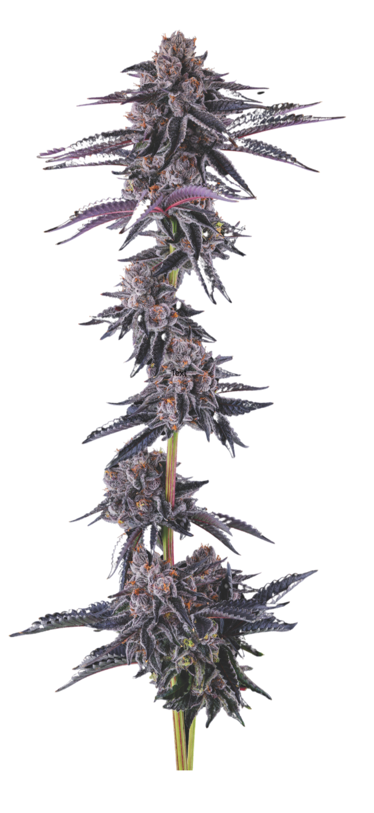 A tall cannabis plant with dense clusters of flowering buds covered in trichomes, with pointed leaves.