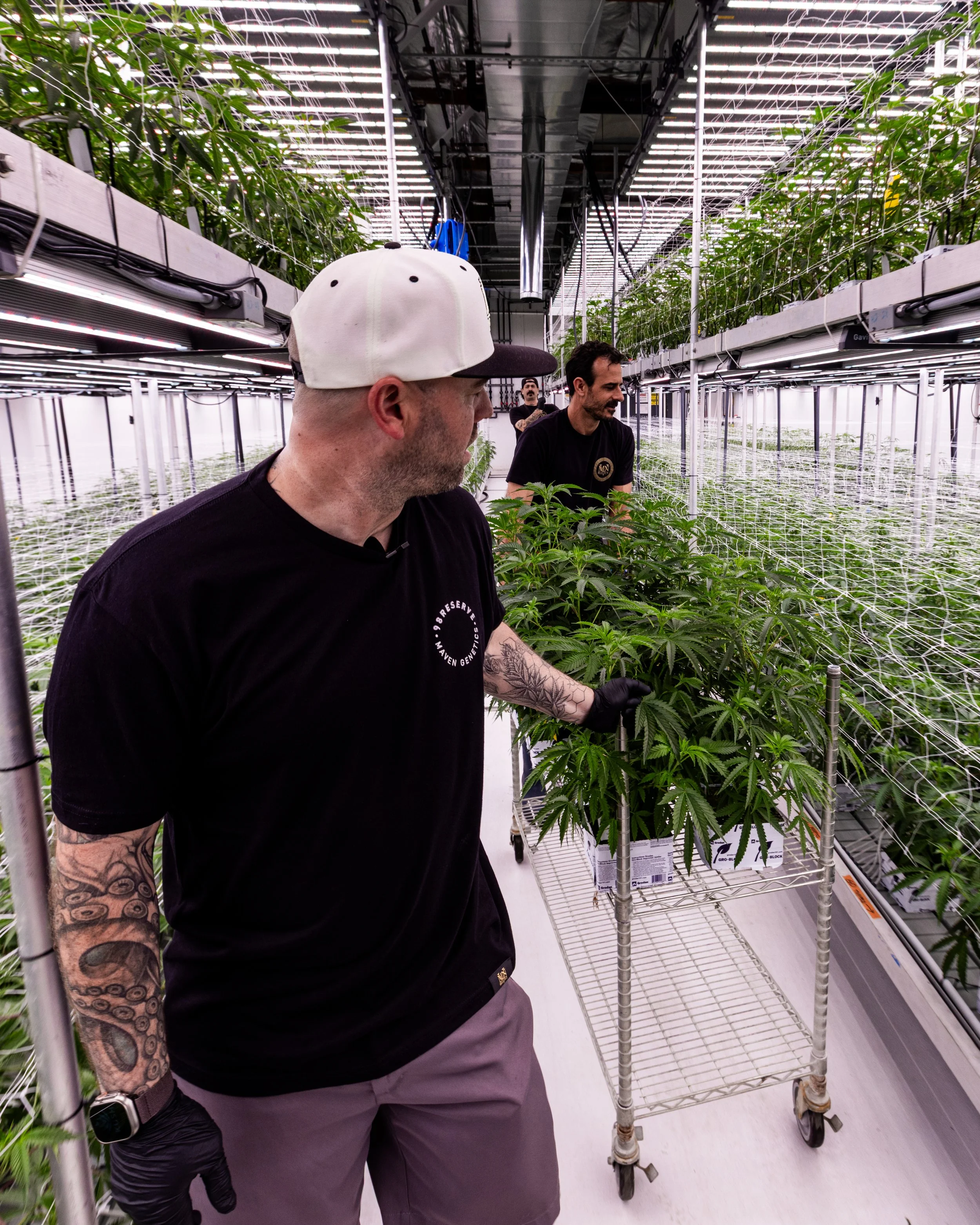Two men working in a large indoor cannabis farm with tall green plants, bright lighting, and metal shelves.