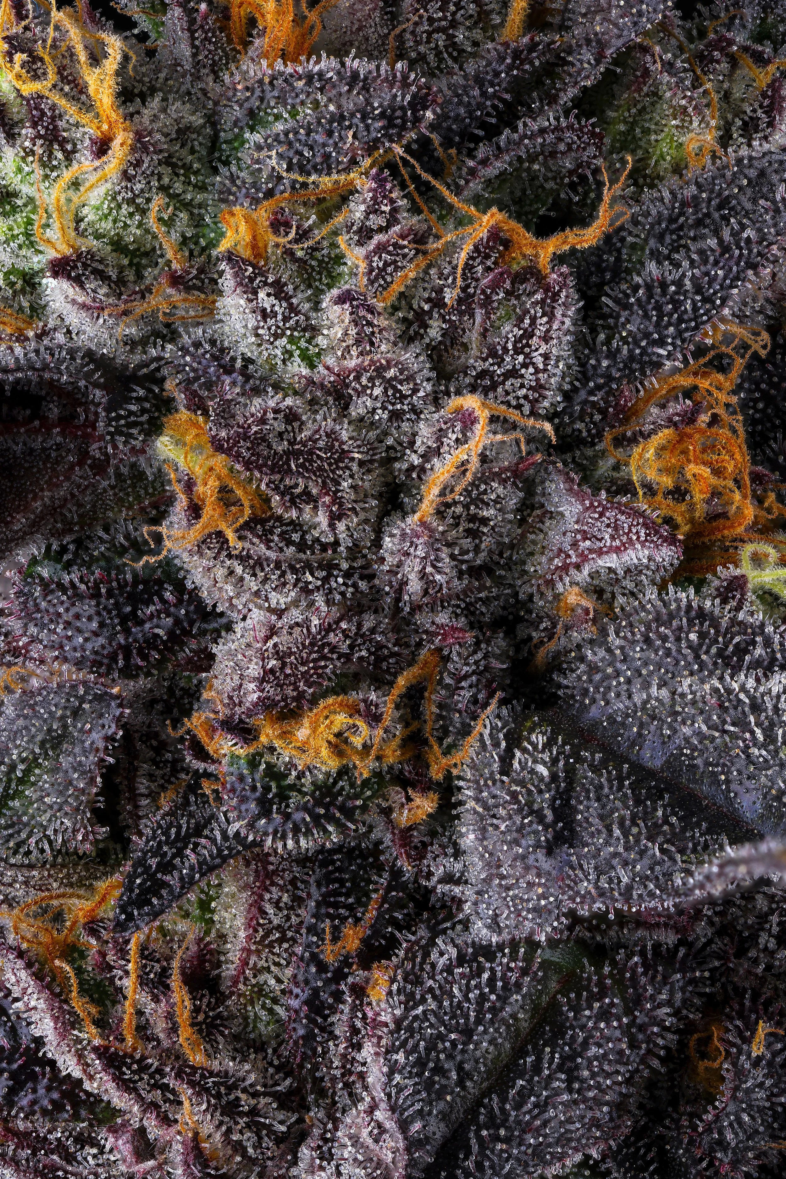Close-up of cannabis buds covered in trichomes, with purple, green, orange, and dark purple leaves and orange pistils.