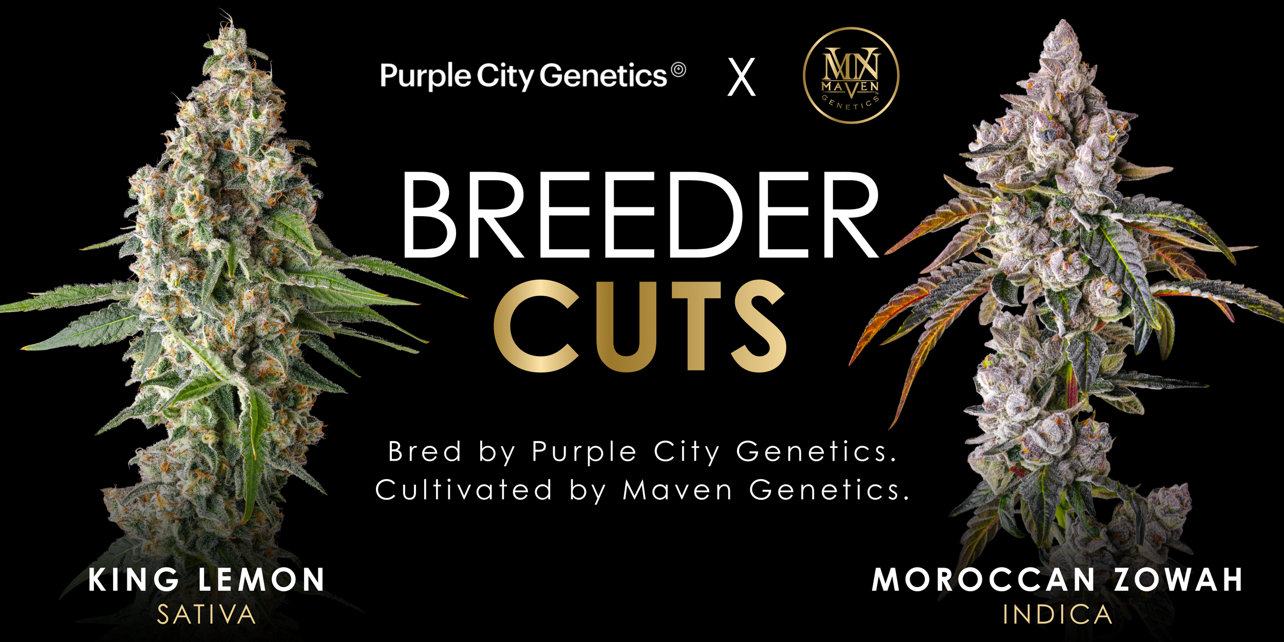 An image with "Purple City Genetics x Maven Genetics" at the top and Breeder Cuts in large font beneath it. The text is flanked by a cola of a sativa called King Lemon on the left side, and an indica named Moroccan Zowah on the right side.
