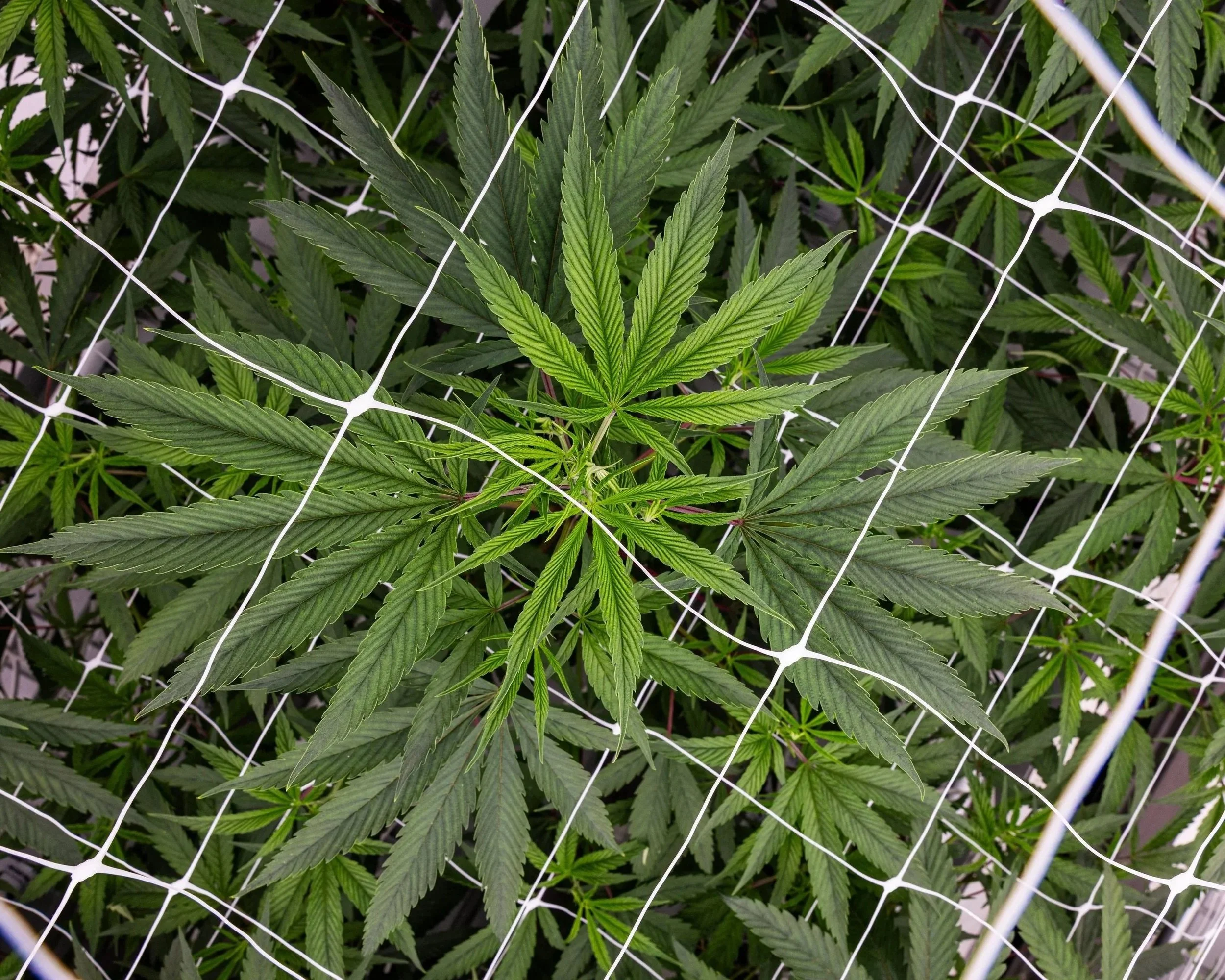 Indoor cannabis plant shot from an aerial view, supported by a white plant trellis.