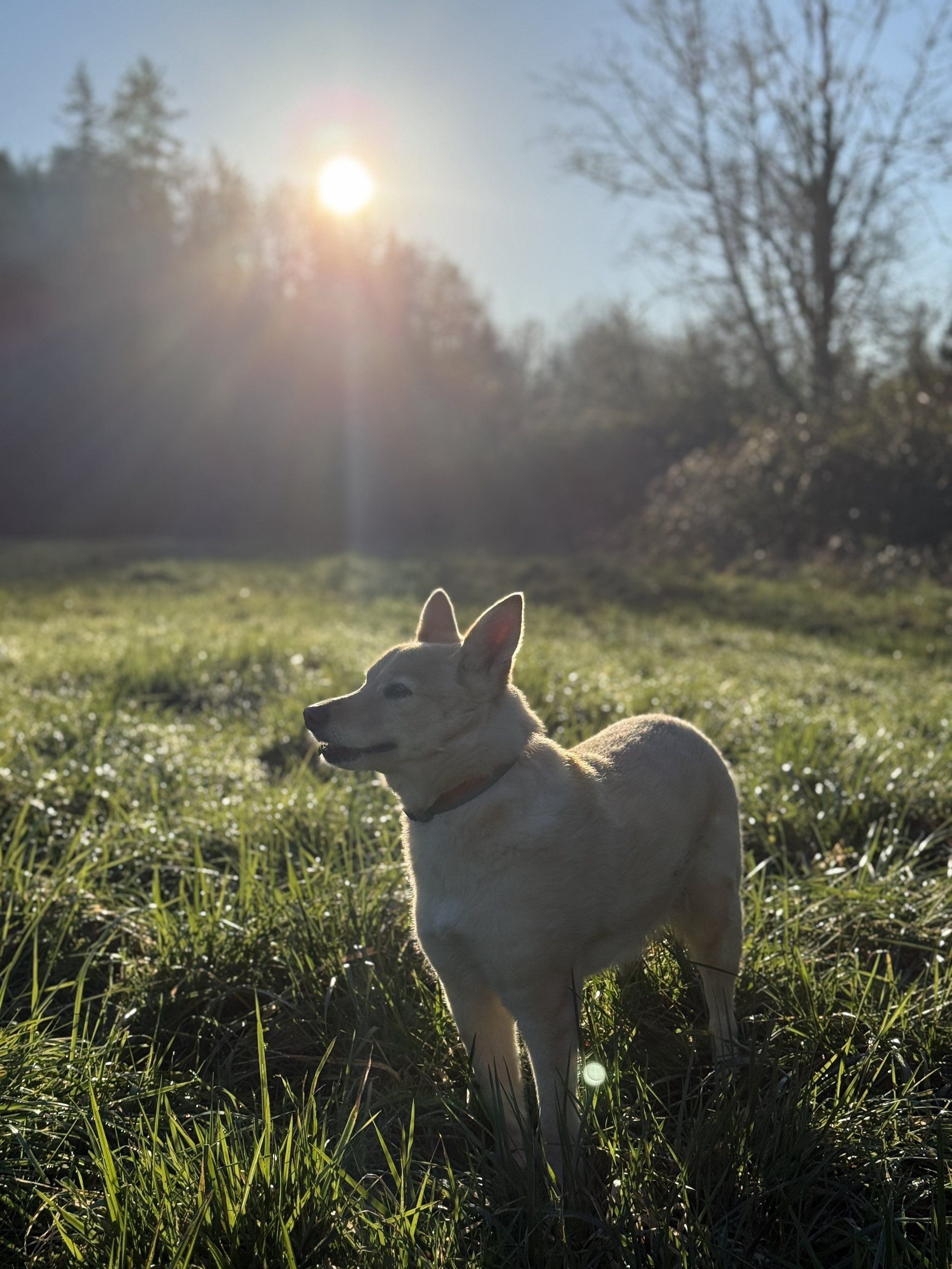 Liminal Language Between You and Your animal