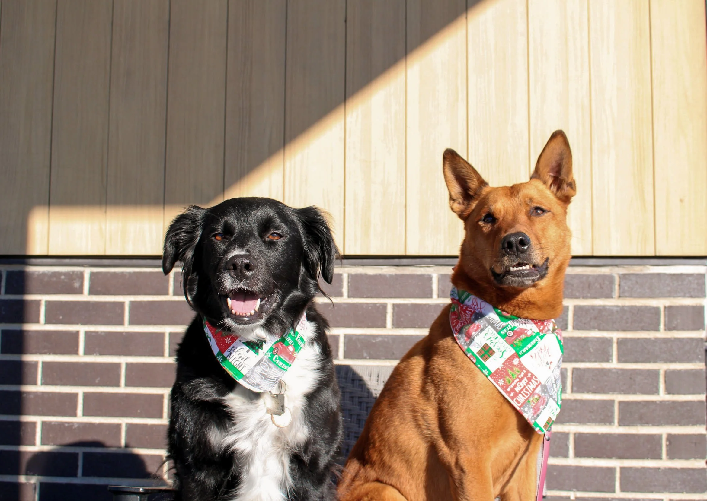 Two dogs wearing Christmas bandanas sit outside on a front porch with a brick wall and wooden siding behind them, partly shaded by the house's roof.