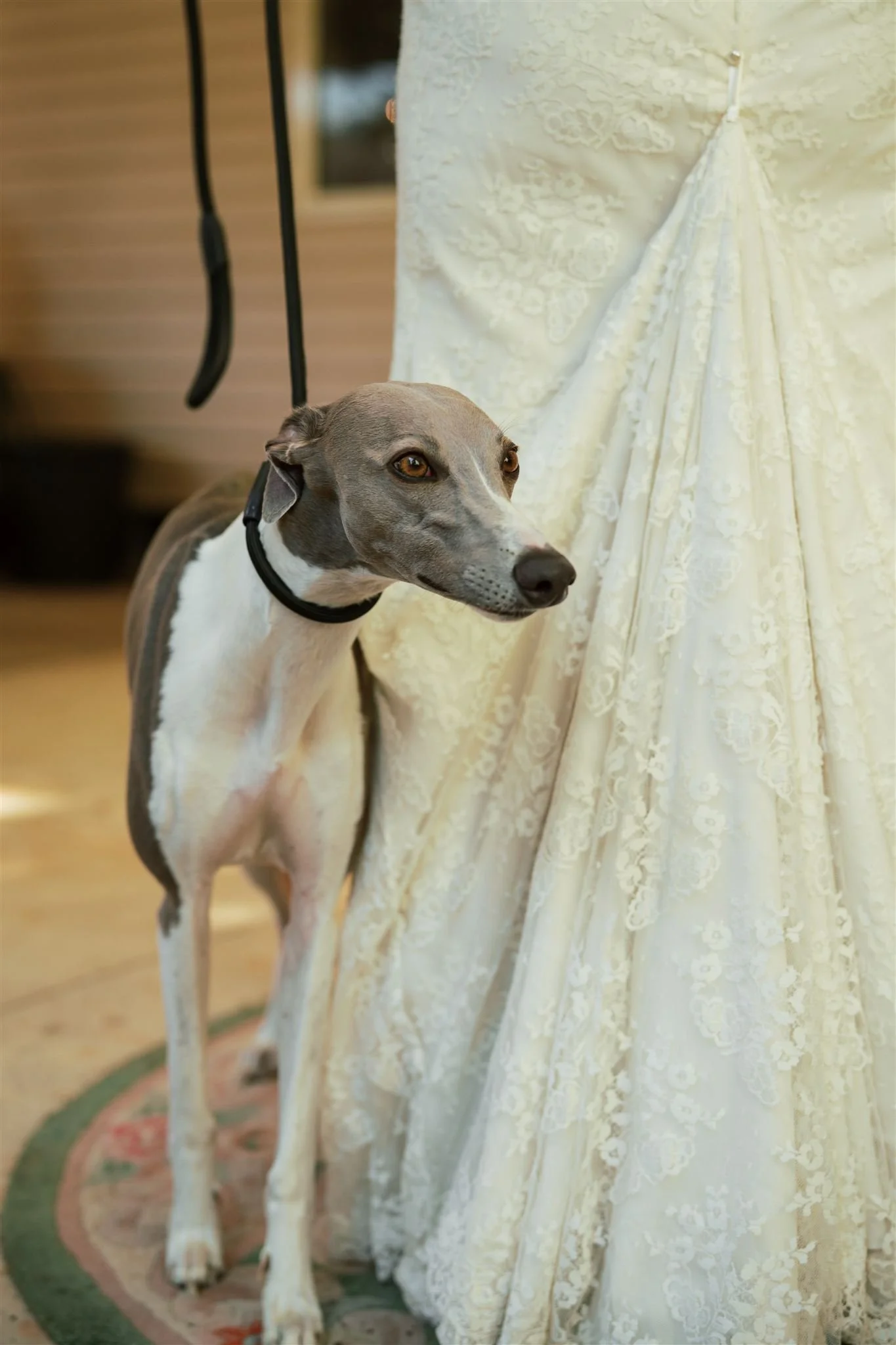 A greyhound dog standing next to a lace wedding dress.
