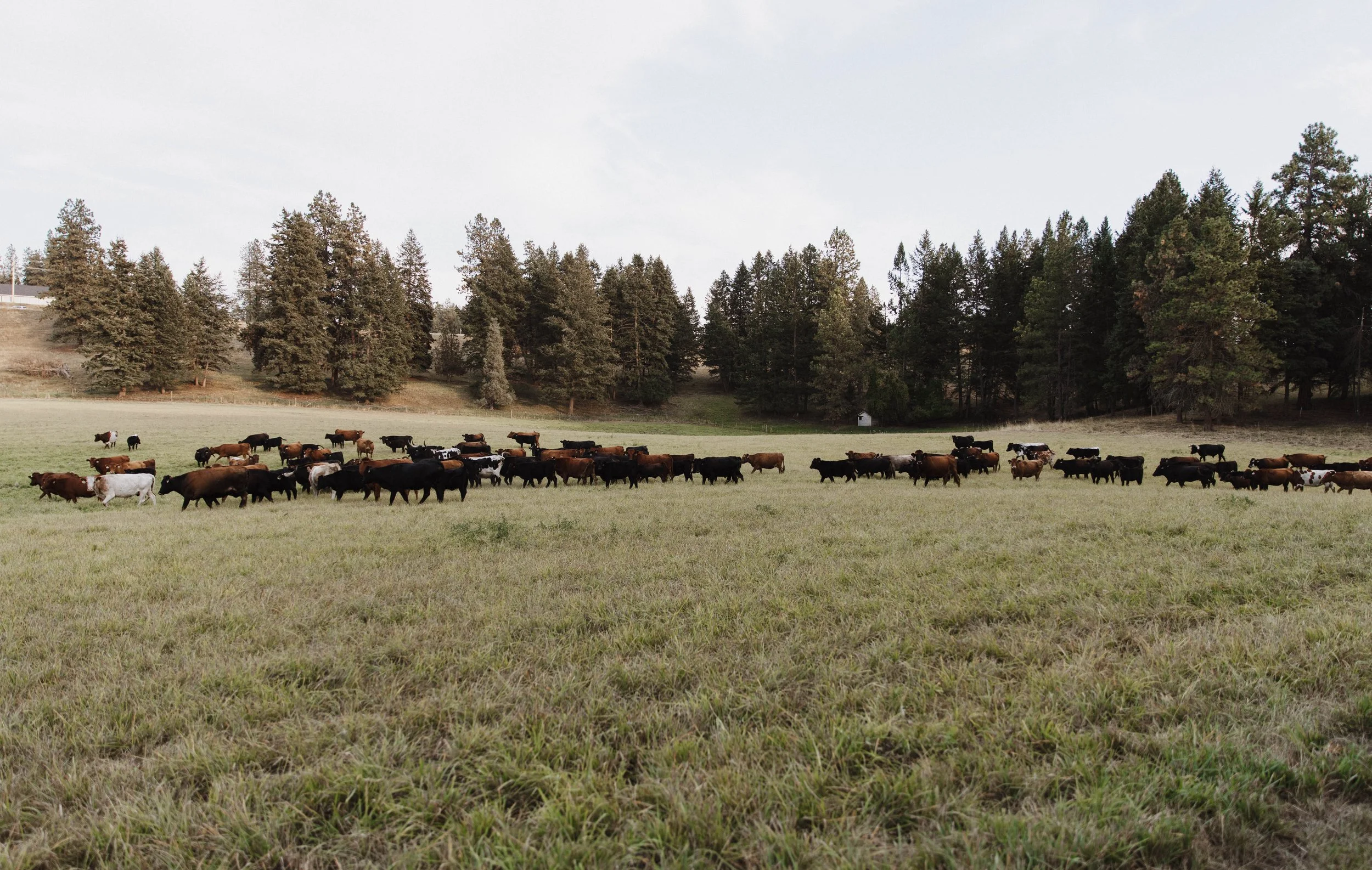 JA_Cows.jpg