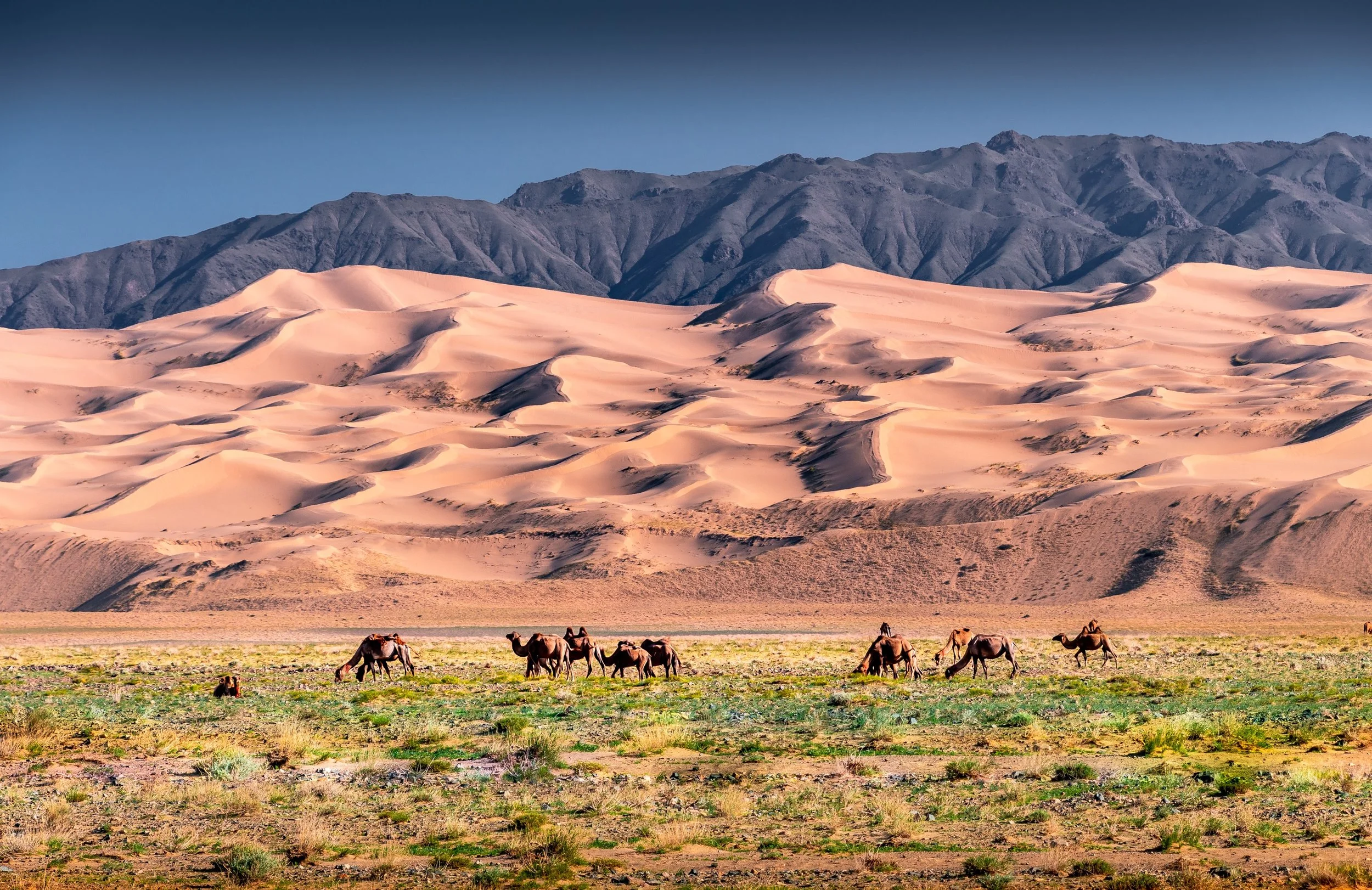 Gobi Tour