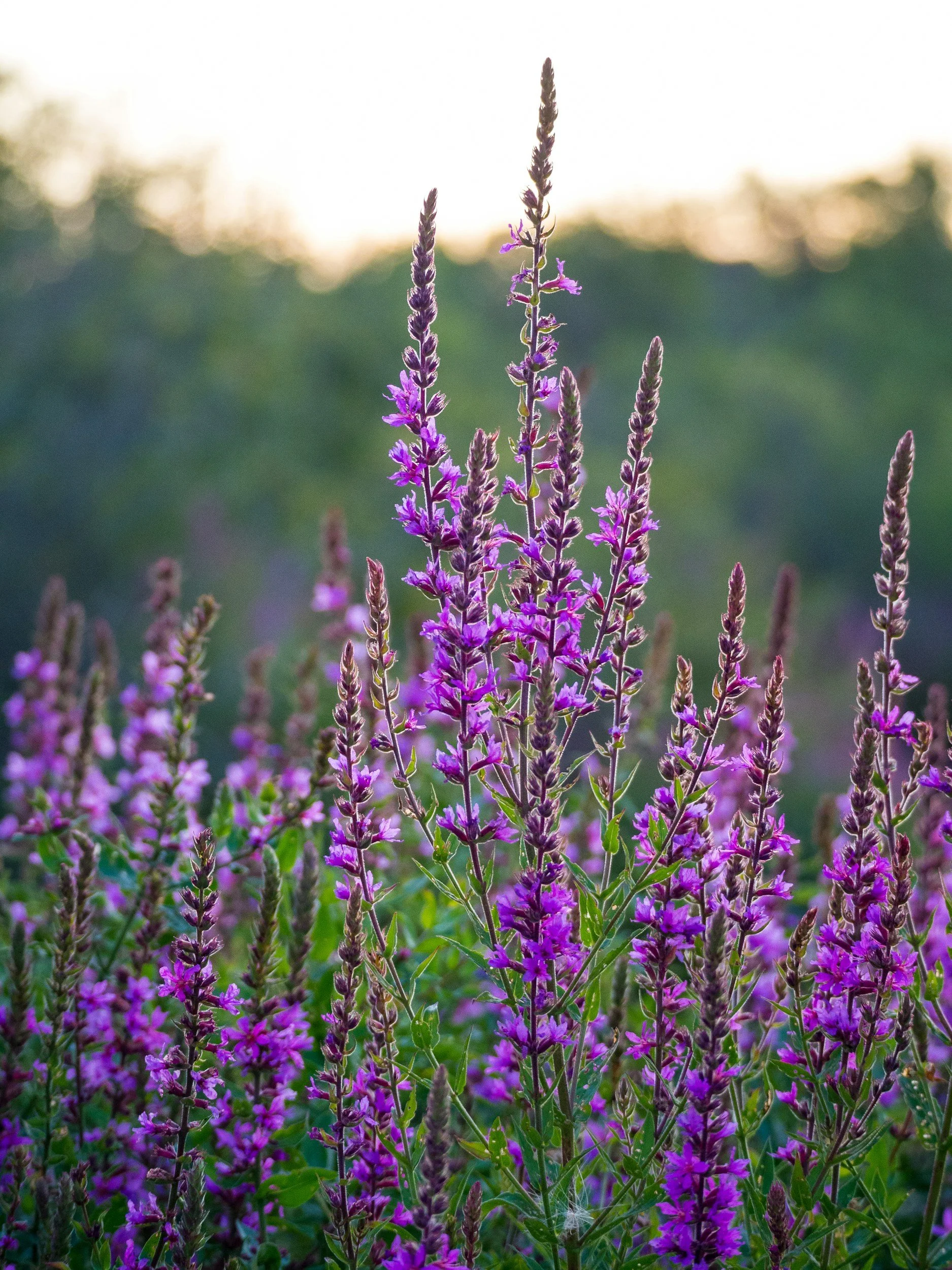 Close-up of purple flowers blooming in a field during sunset, with green foliage and a blurred background.