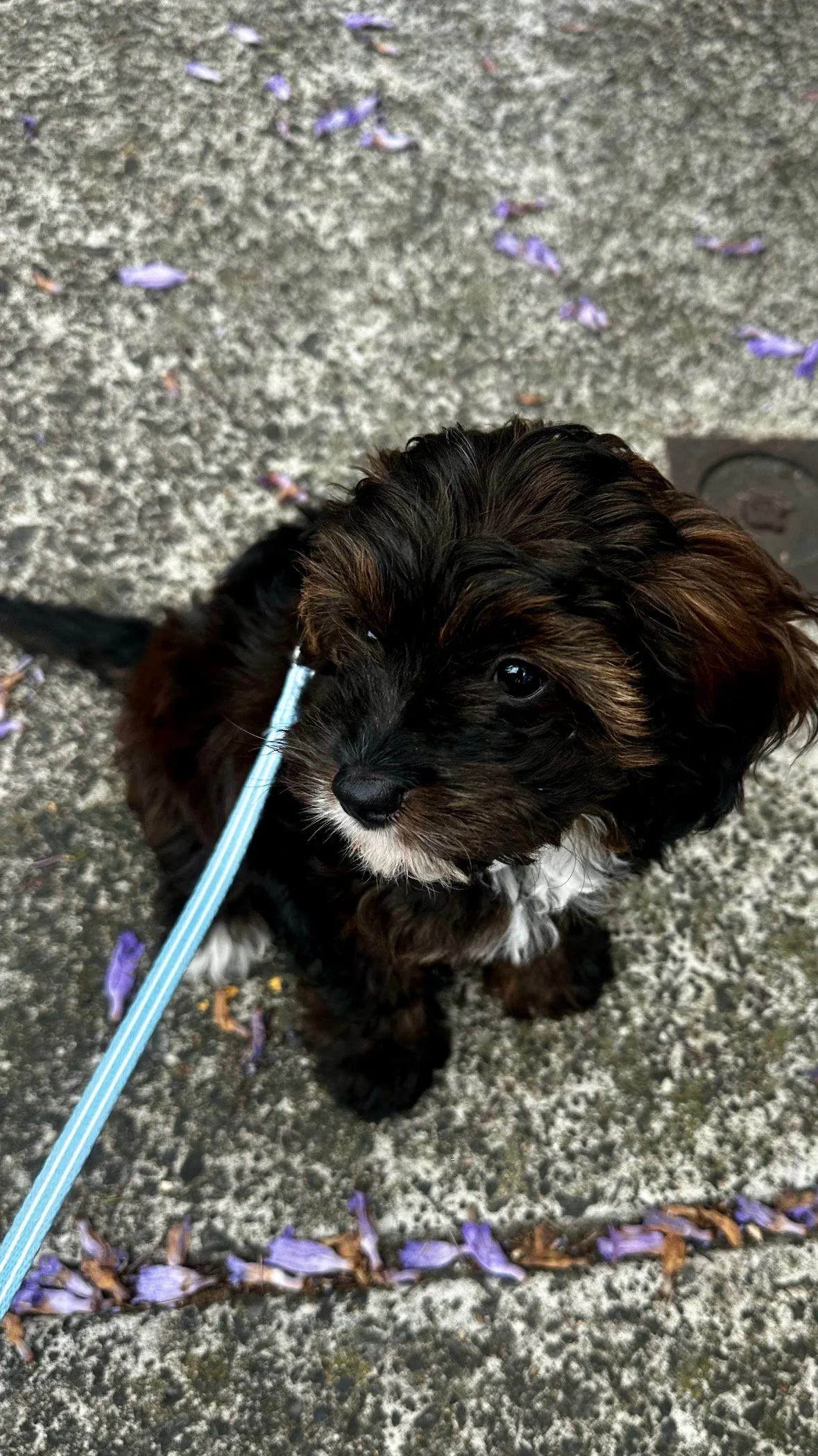 A small, fluffy puppy with black and brown fur sitting on a concrete sidewalk with purple flower petals scattered around.