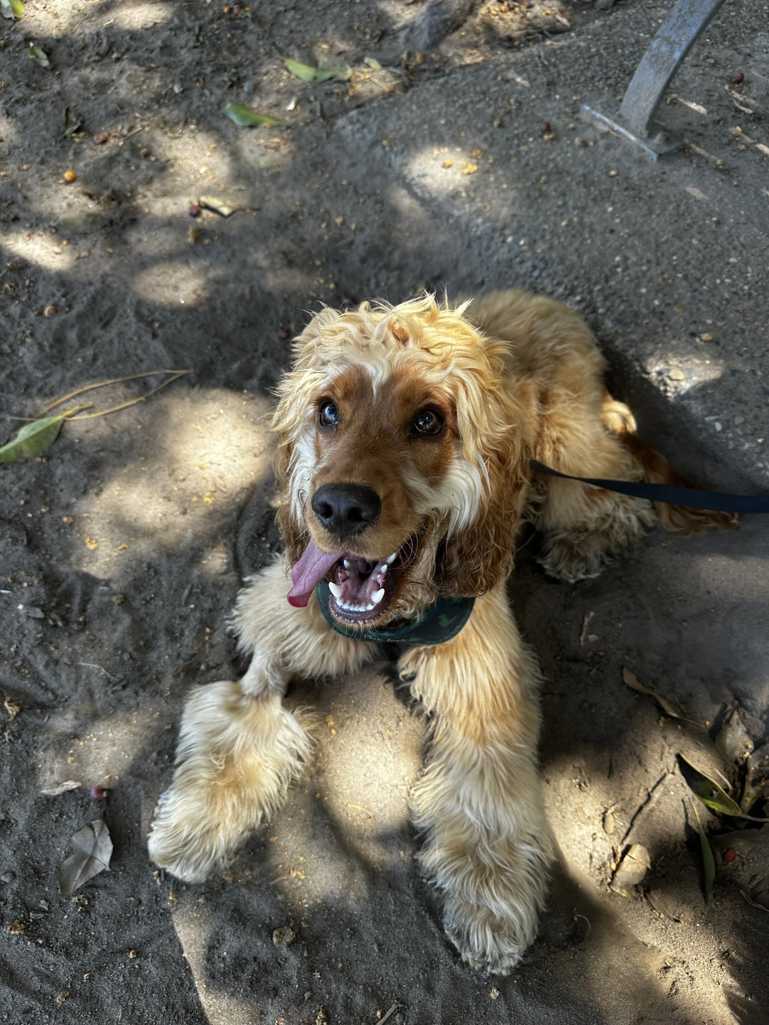 A golden Cocker Spaniel puppy lying on dirt ground, panting with its tongue out, outdoors on a sunny day.