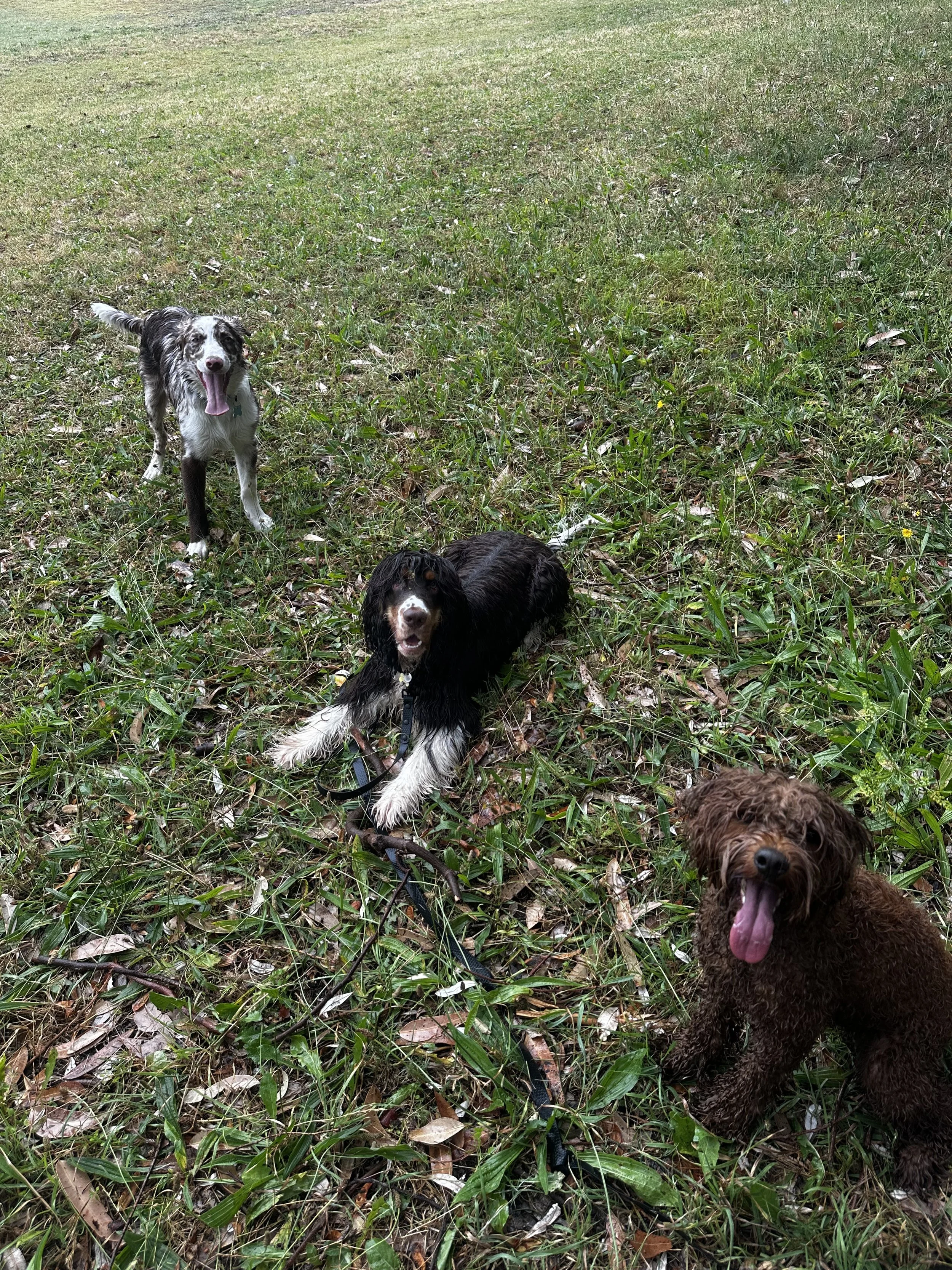Three dogs of different breeds lying on a grassy field, looking at the camera with relaxed and happy expressions.