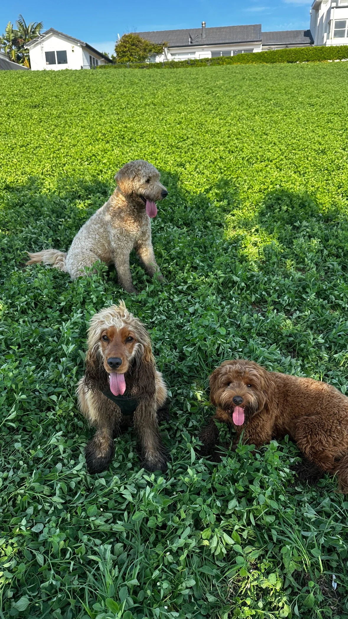 Three dogs sitting in green foliage on a sunny day with houses and trees in the background.