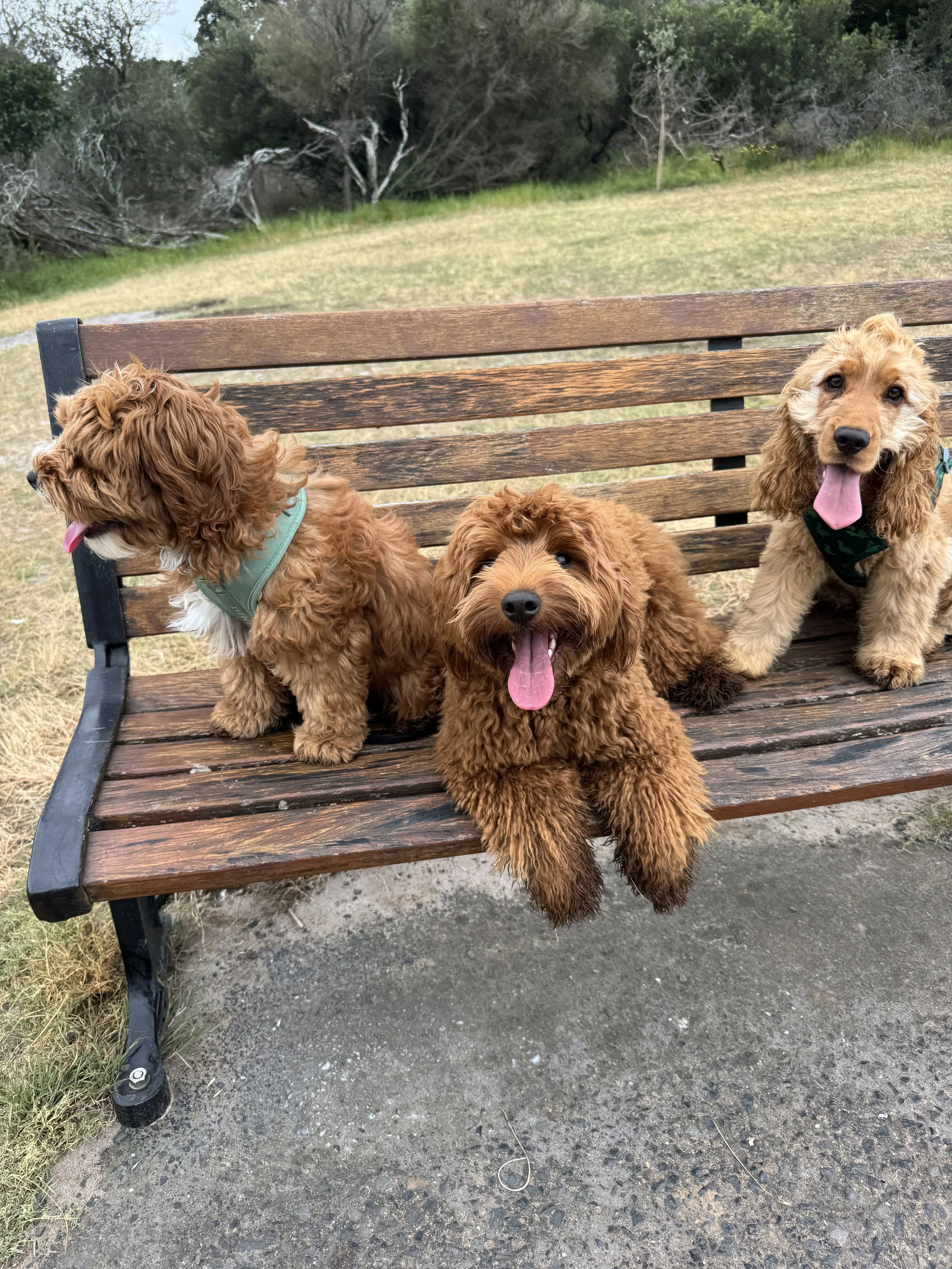 Three fluffy brown dogs with curly fur sitting on and standing beside a wooden park bench outdoors, with open grassy and wooded area in the background.