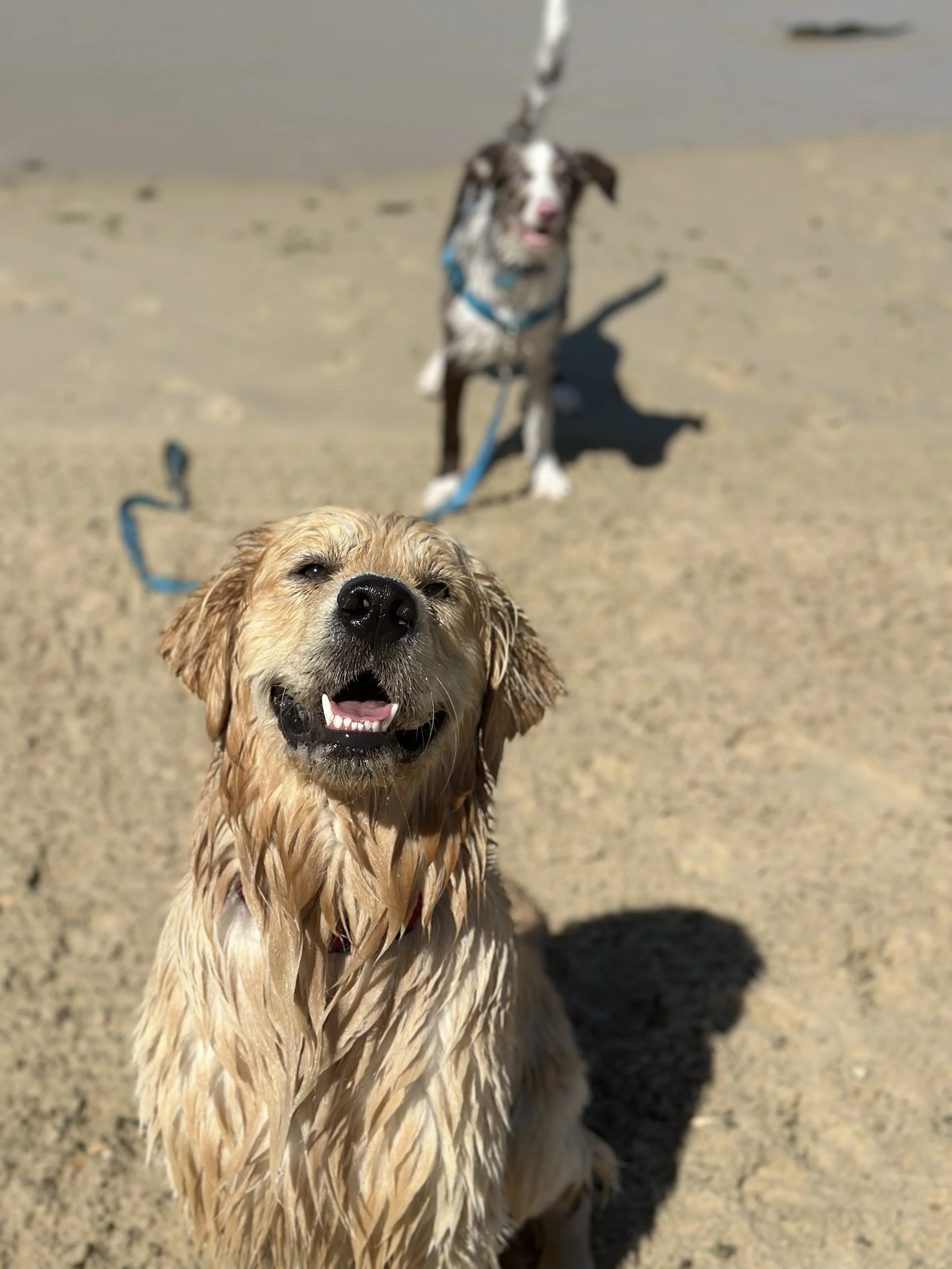 Two dogs wet from swimming at the beach, one with wet blond fur in the foreground smiling, the other with a black and white coat in the background near the water.