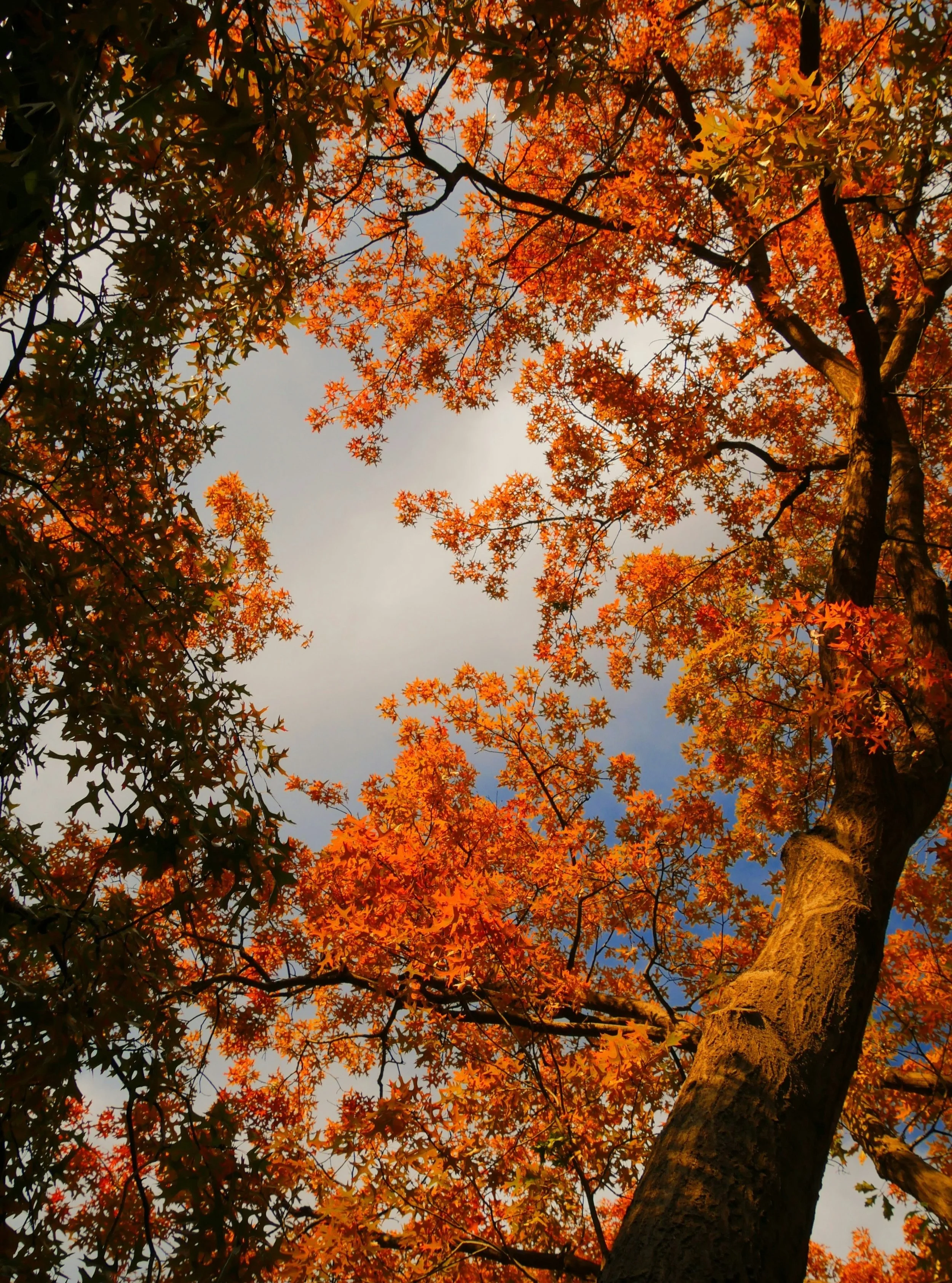 &Agrave; l&rsquo;automne, cette canop&eacute;e d&rsquo;&eacute;rables majestueux se pare de feuilles aux teintes rousses, orang&eacute;es et cuivr&eacute;es. La lumi&egrave;re, plus basse et plus directionnelle, accompagne cette transformation en sou