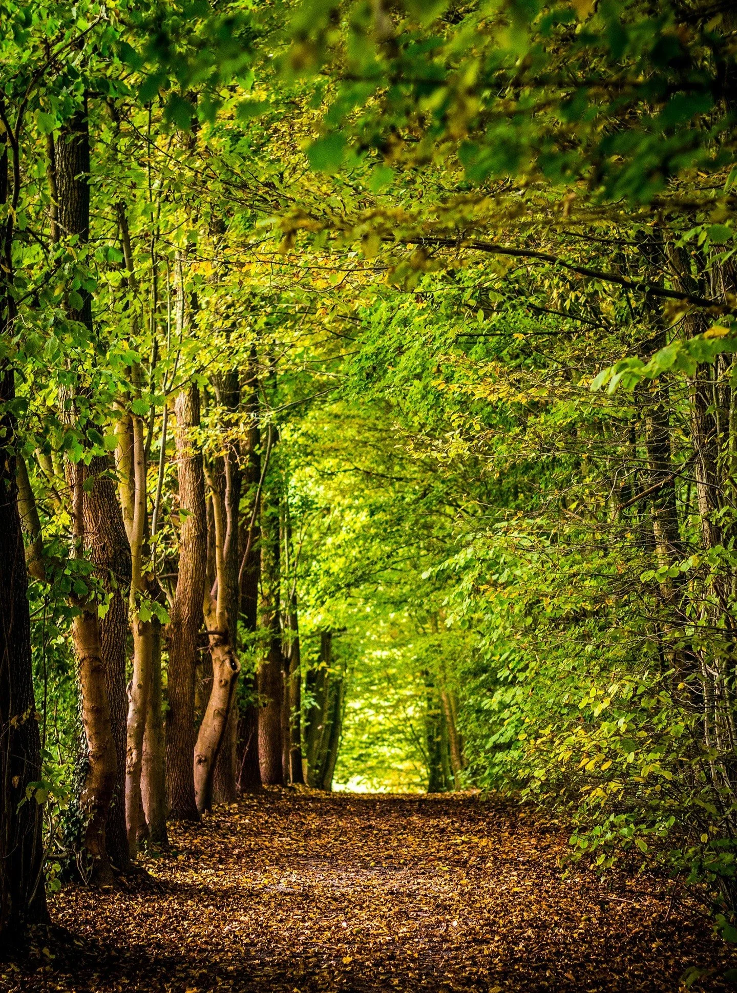 Dans nos for&ecirc;ts fran&ccedil;aises, au d&eacute;but de l&rsquo;automne, h&ecirc;tres, charmes et ch&ecirc;nes entrent dans une phase de transition physiologique en pr&eacute;paration de l&rsquo;hiver. La production de chlorophylle diminue progre