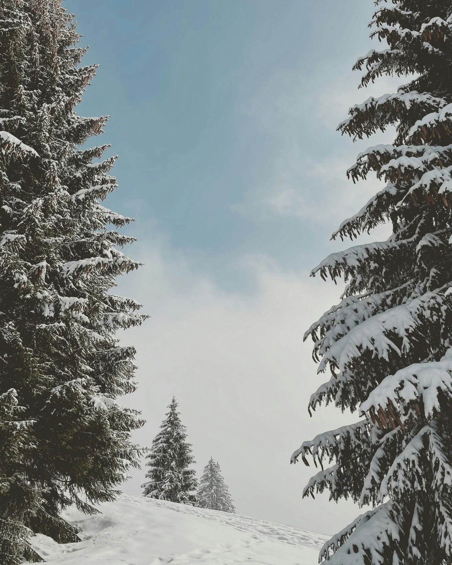 &Agrave; Courchevel, &agrave; quelques m&egrave;tres d&rsquo;un projet priv&eacute; livr&eacute; en 2025, les sapins et les &eacute;pic&eacute;as enracin&eacute;s dans la montagne nous rappellent le temps long de la croissance du bois.  

Malgr&eacut