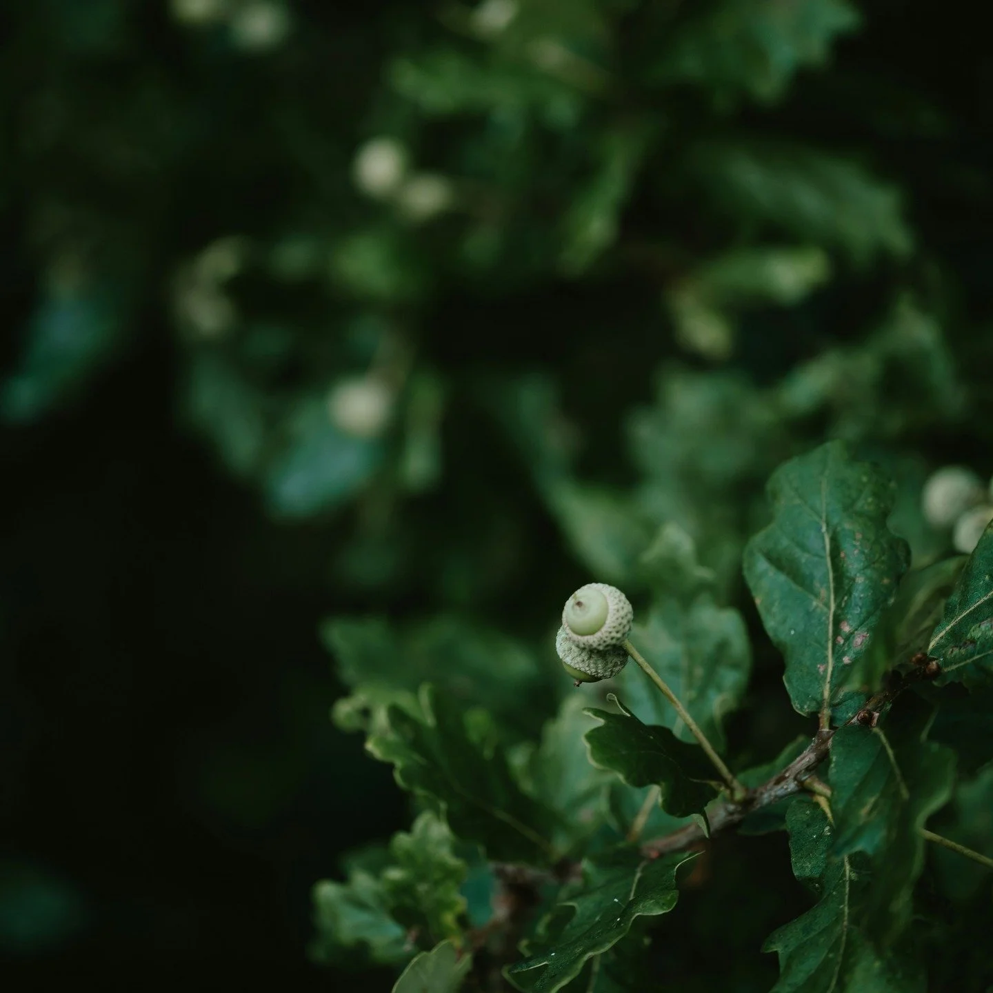 &Agrave; l&rsquo;origine du ch&ecirc;ne : feuilles verniss&eacute;es et jeunes glands. Le bois que nous travaillons en atelier est d&rsquo;abord mati&egrave;re vivante, enracin&eacute;e dans le temps et dans la for&ecirc;t.  ⠀
⠀
&mdash; ⠀
At the orig