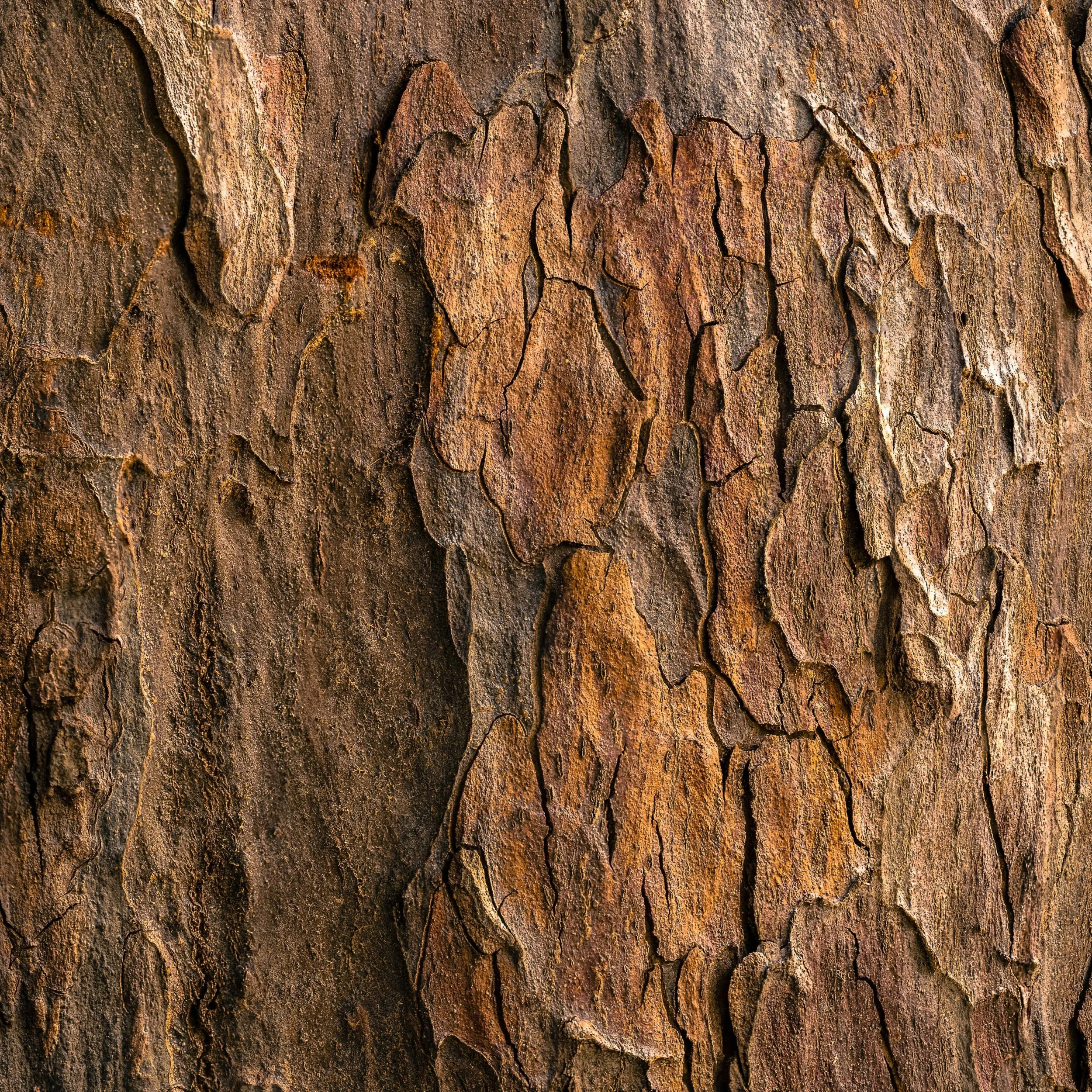 The bark is much more than just a covering: it plays a direct role in the tree’s protection and growth.
⠀
It forms a barrier against impacts, weather fluctuations, insects, and 