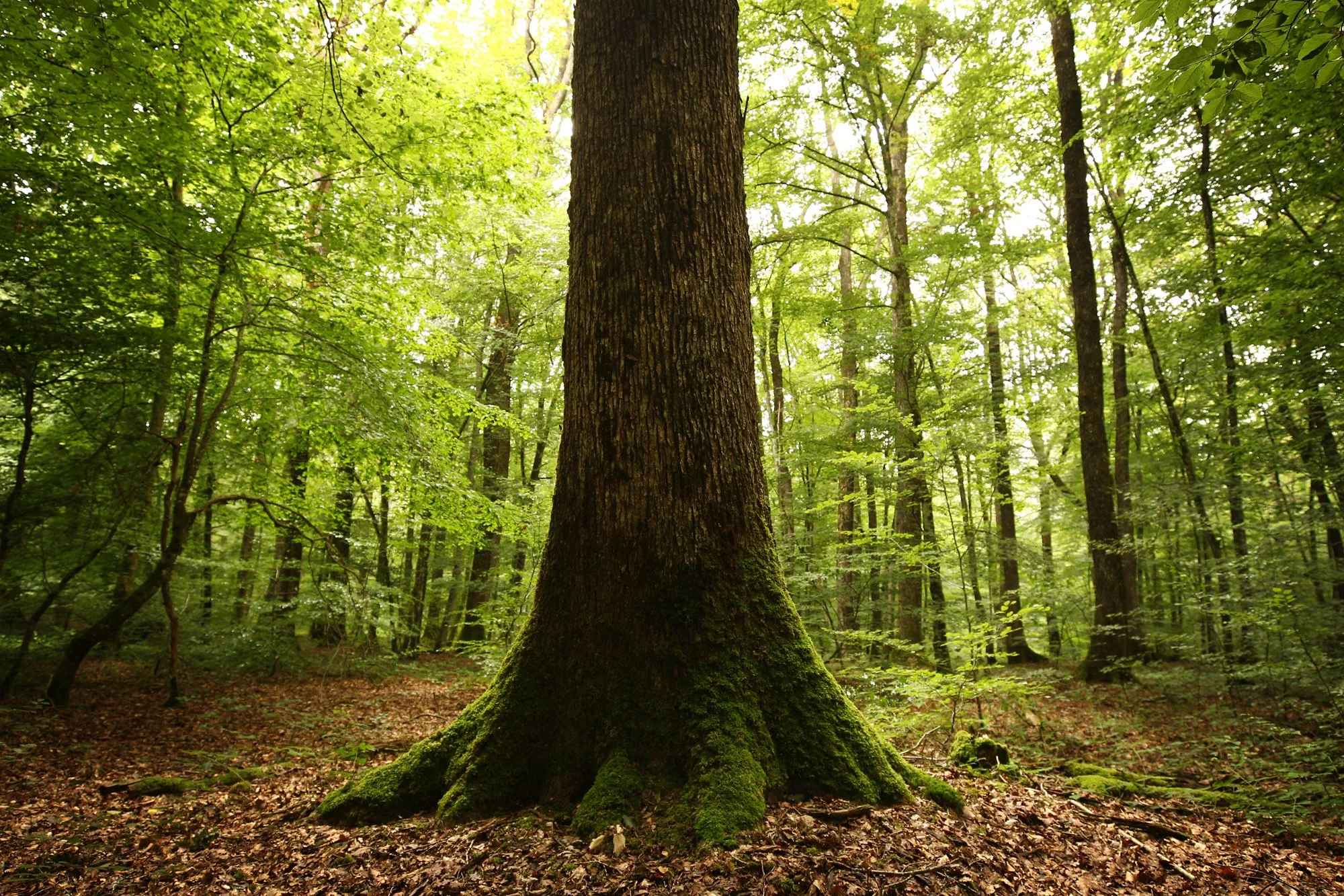 tronc d'un chêne dans une forêt française