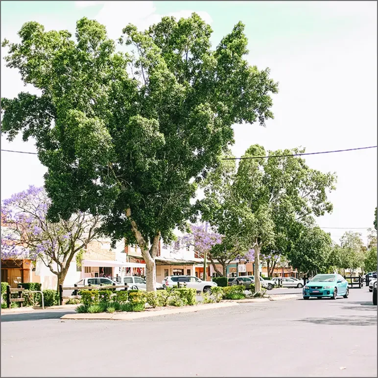 a street in narromine, lined with trees