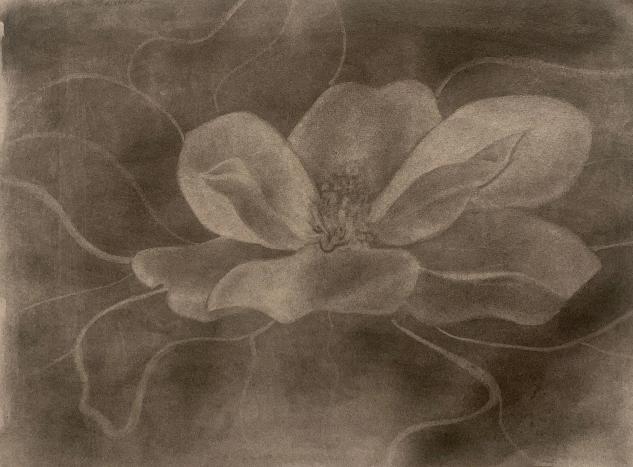 Magnolia
Charcoal (subtractive)