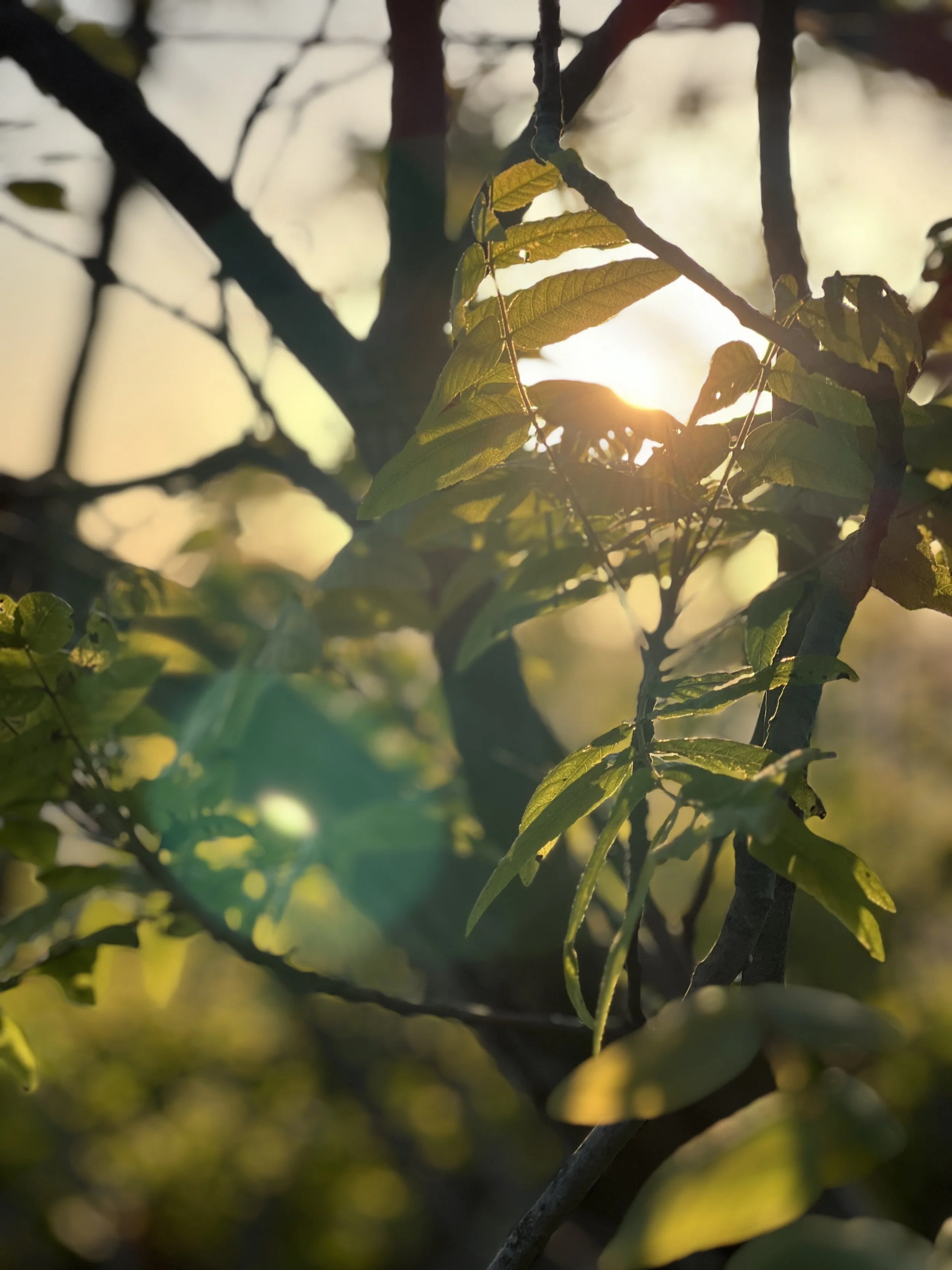 Close-up of green leaves on a tree with sunlight shining through, creating a warm glow and lens flare.