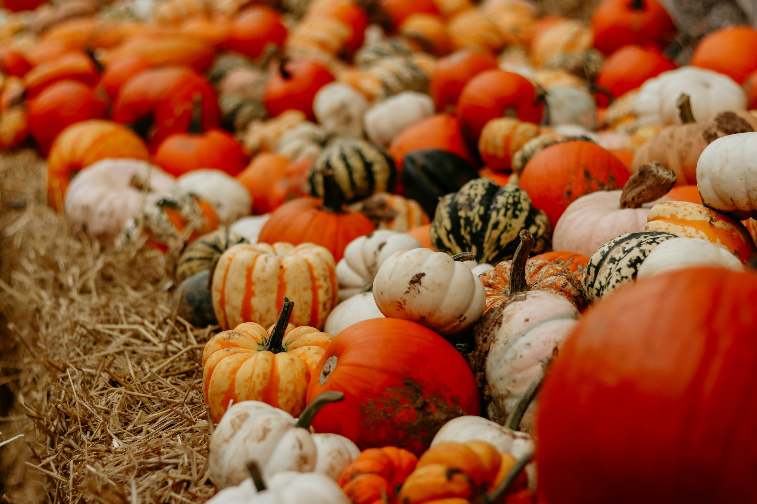 A variety of pumpkins and gourds in different sizes, shapes, and colors, spread out on straw.