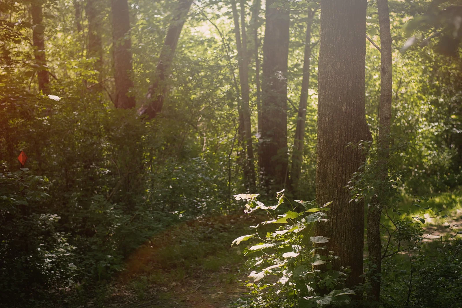 A sunlit forest path surrounded by tall trees and green leaves.