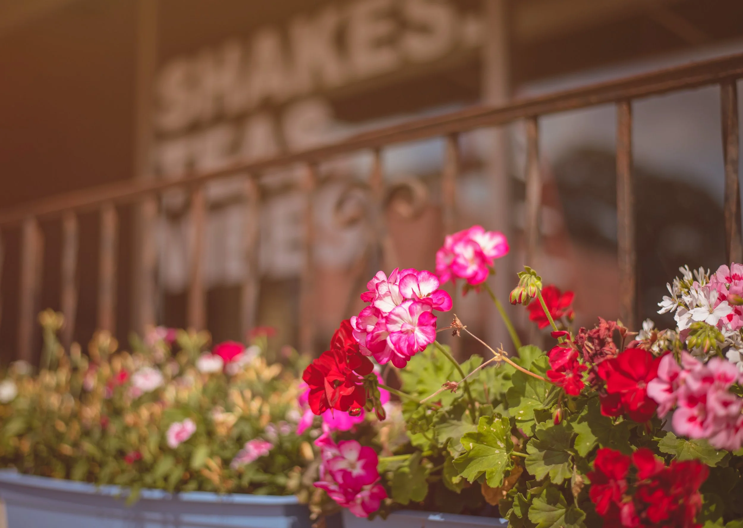 Colorful pink, red, and white geranium flowers in a blue container on a porch or balcony with a rusty railing and blurred background.