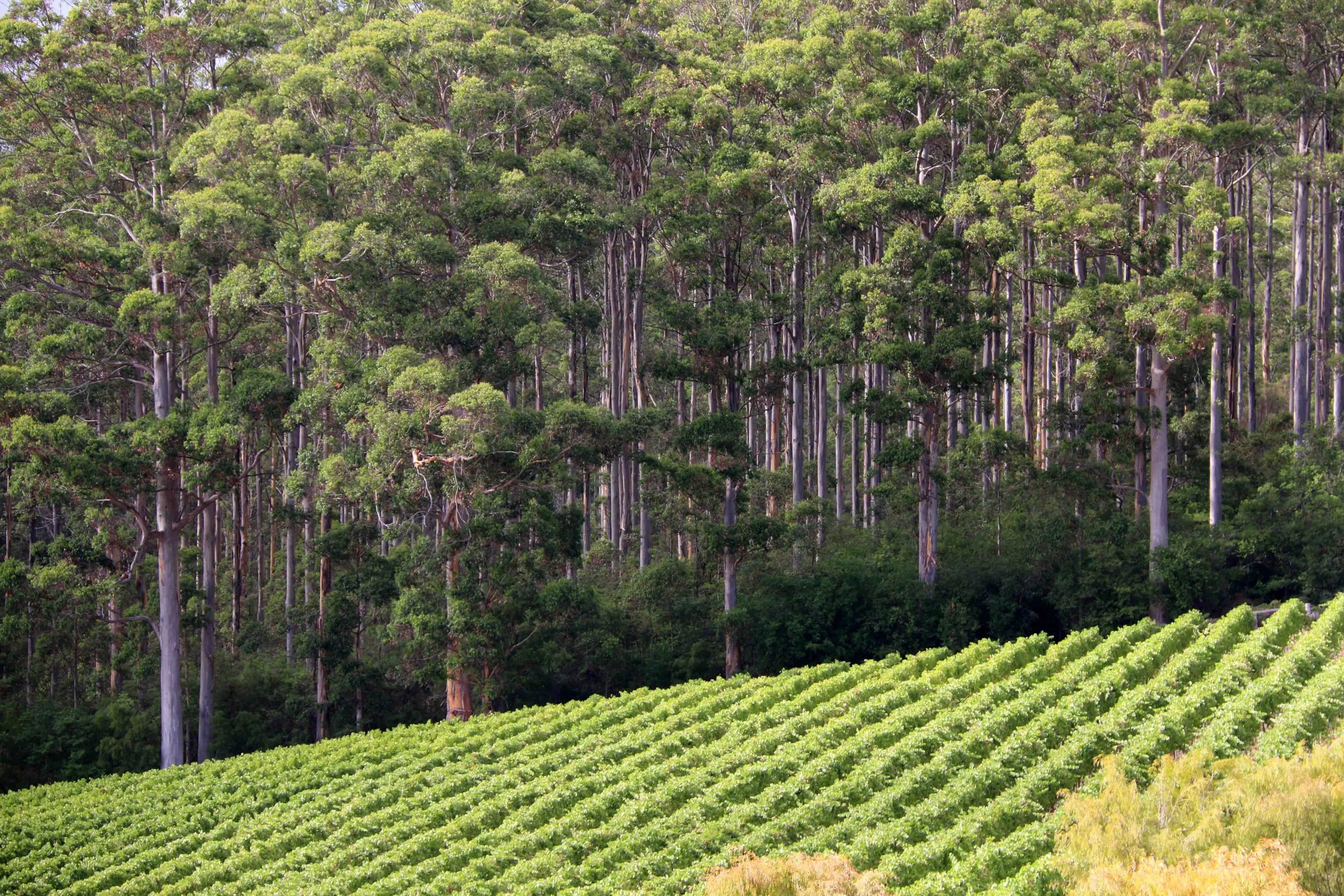 Vast green vineyard with rows of grapevines in the foreground and tall trees in the background.