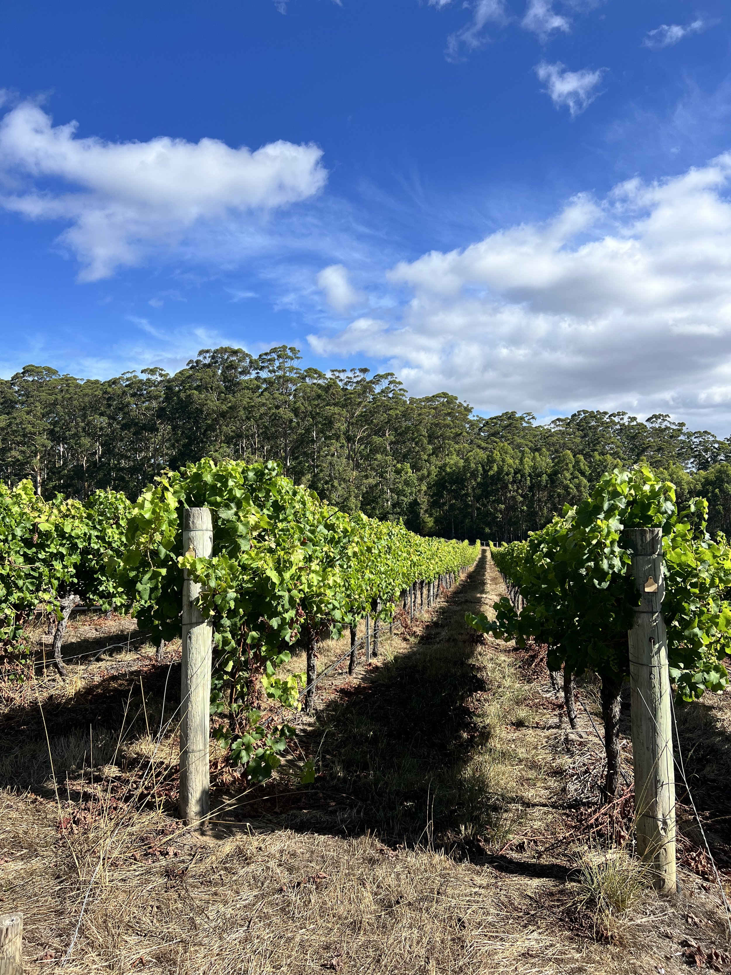 Vineyard rows with green grapevines on wooden posts under a blue sky with scattered clouds.