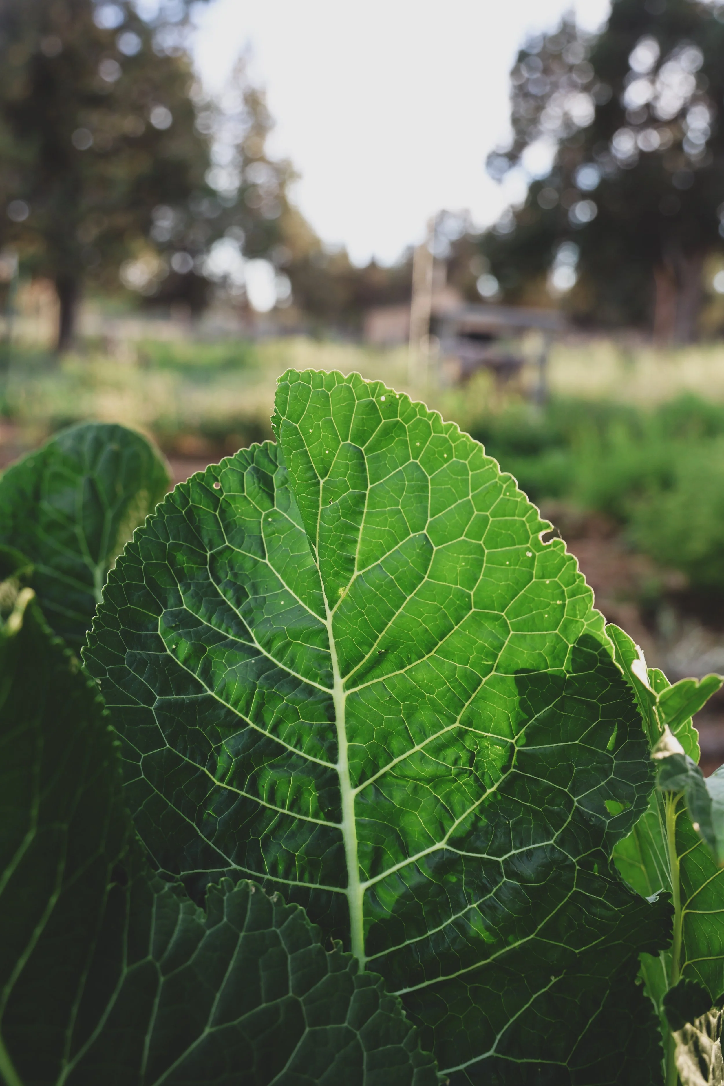 What is Natural Farming