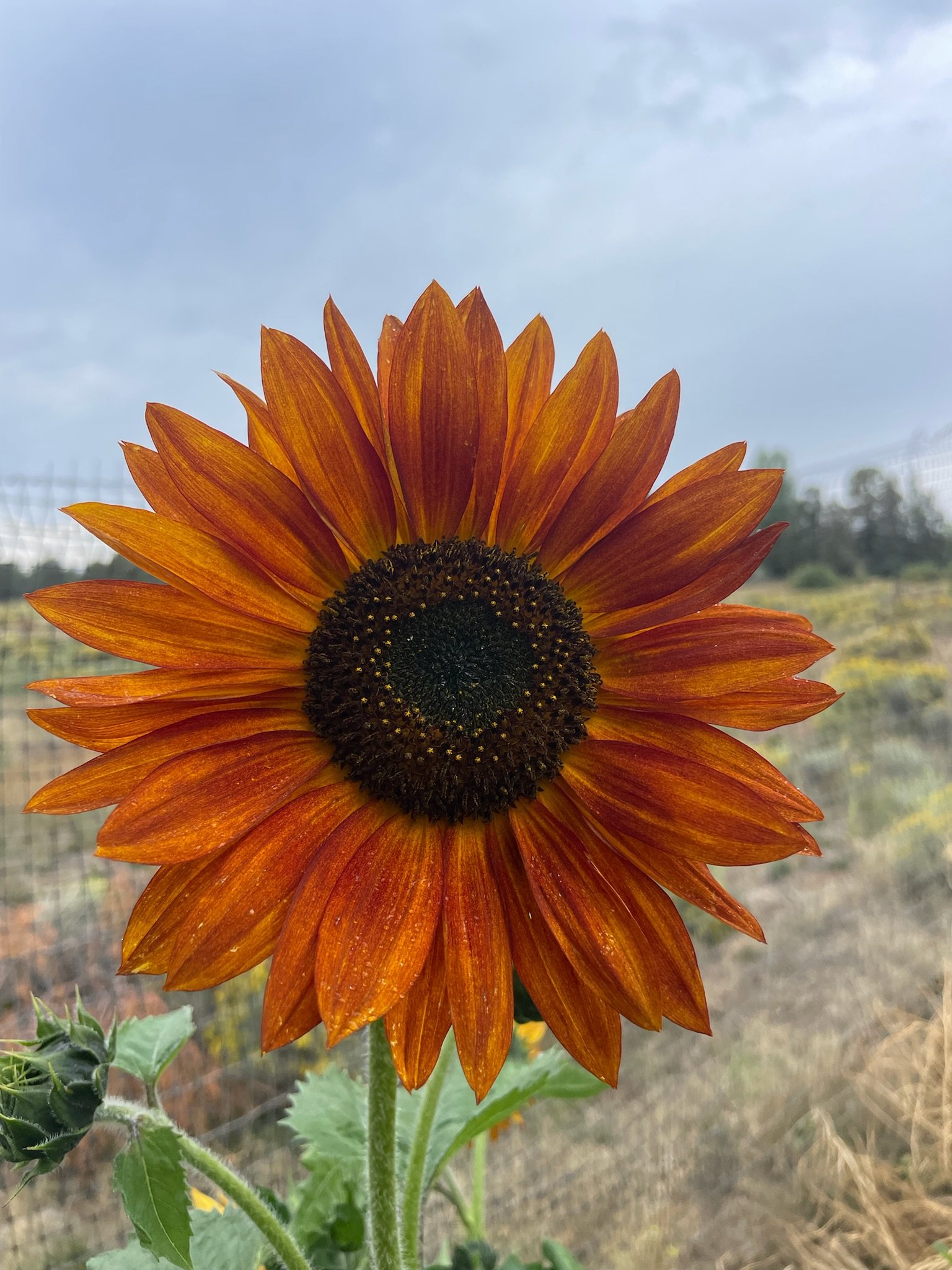 Velvet Sunflower