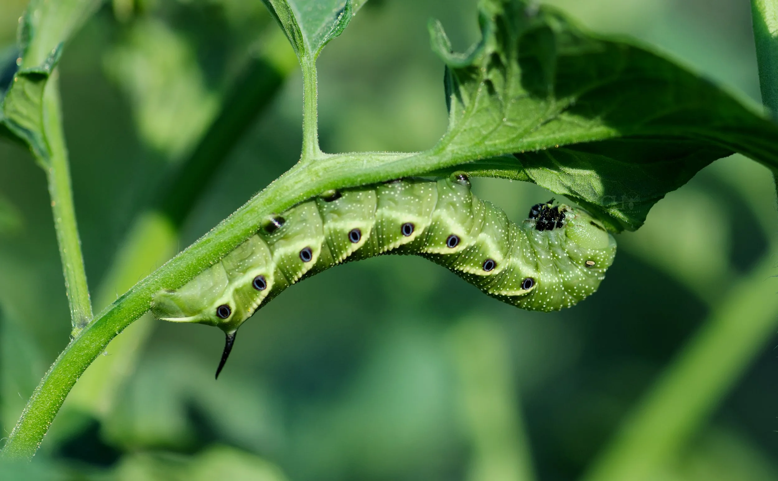 Hornworm