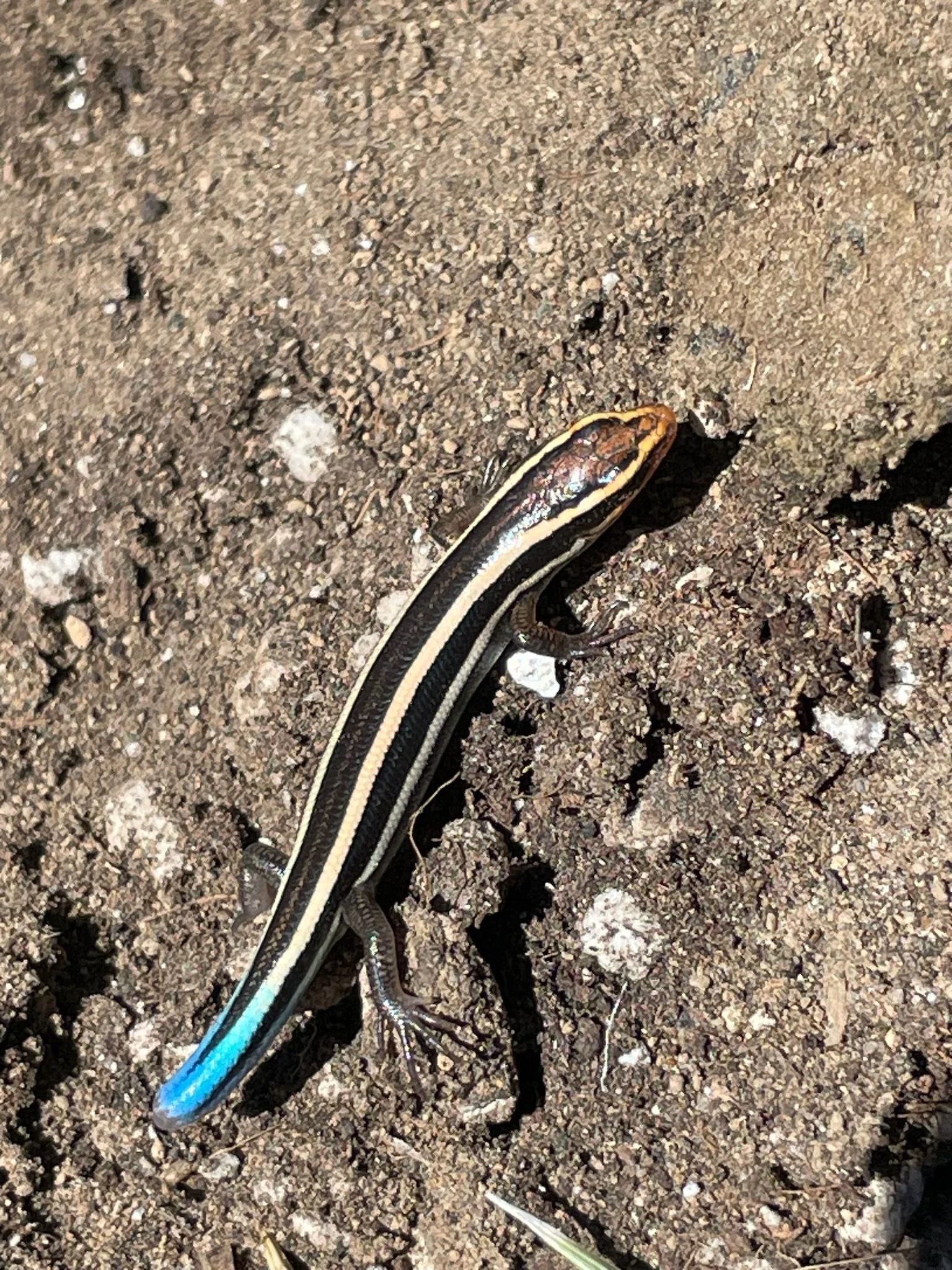 Blue Tailed Skink