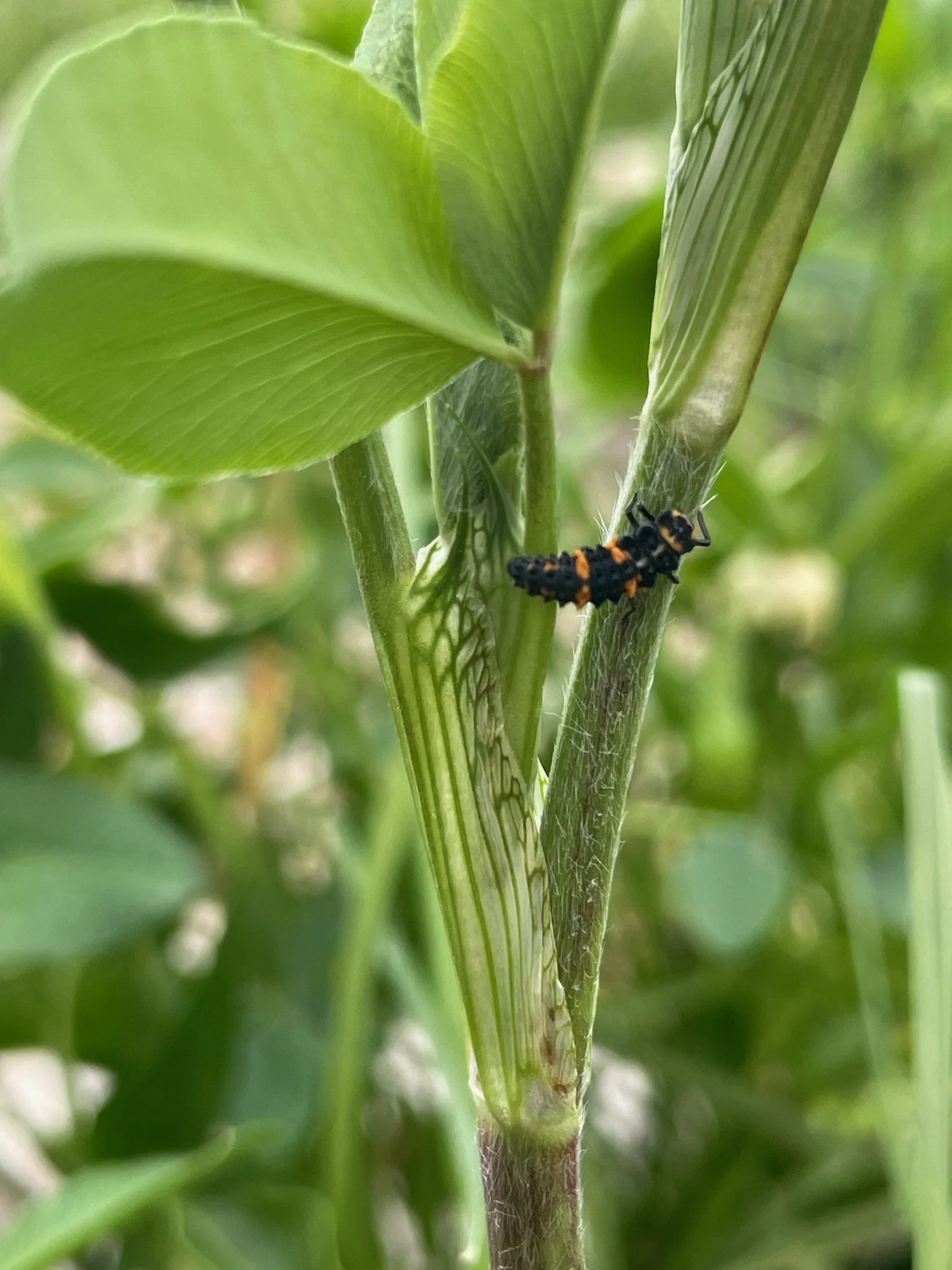 Ladybug Larvae 