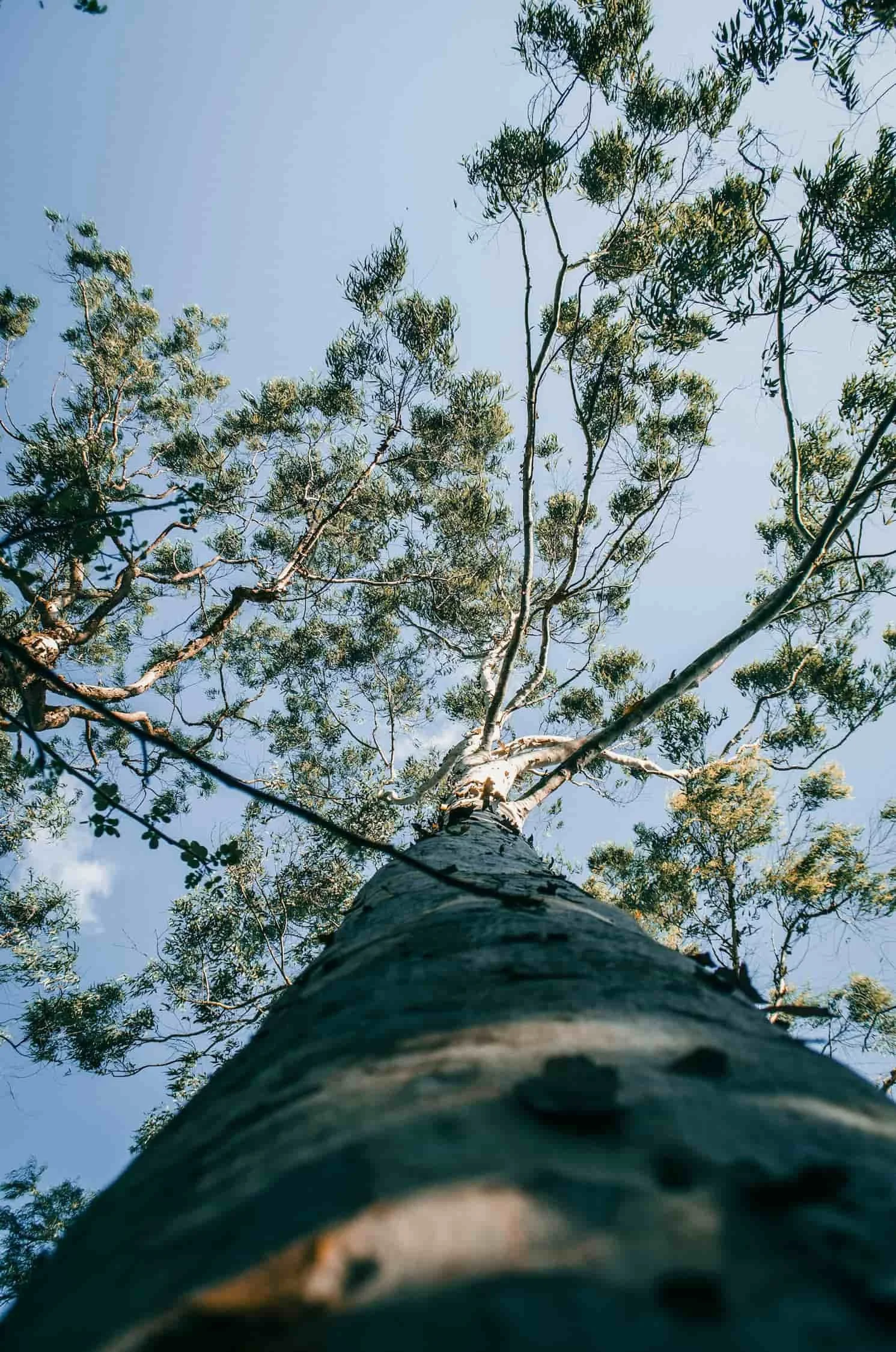 View from below of a tall eucalyptus tree with branches reaching toward a bright blue sky, symbolising growth and perspective.