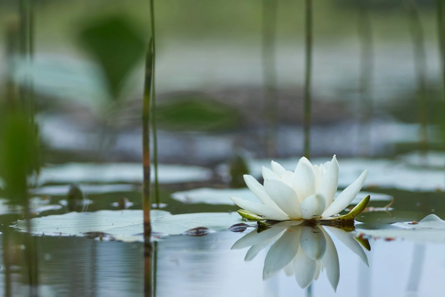 wjite lotus floating in pod suggest calm and peace