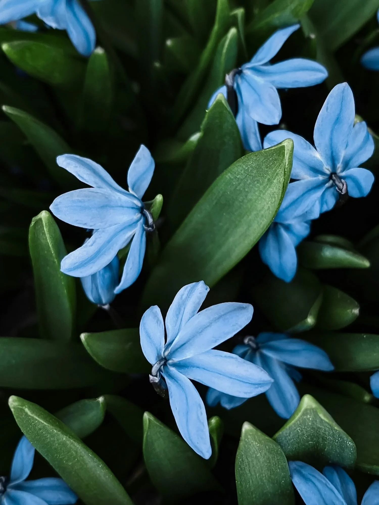 Close-up of delicate blue flowers surrounded by dark green leaves, showing fine petal texture and natural light contrast.