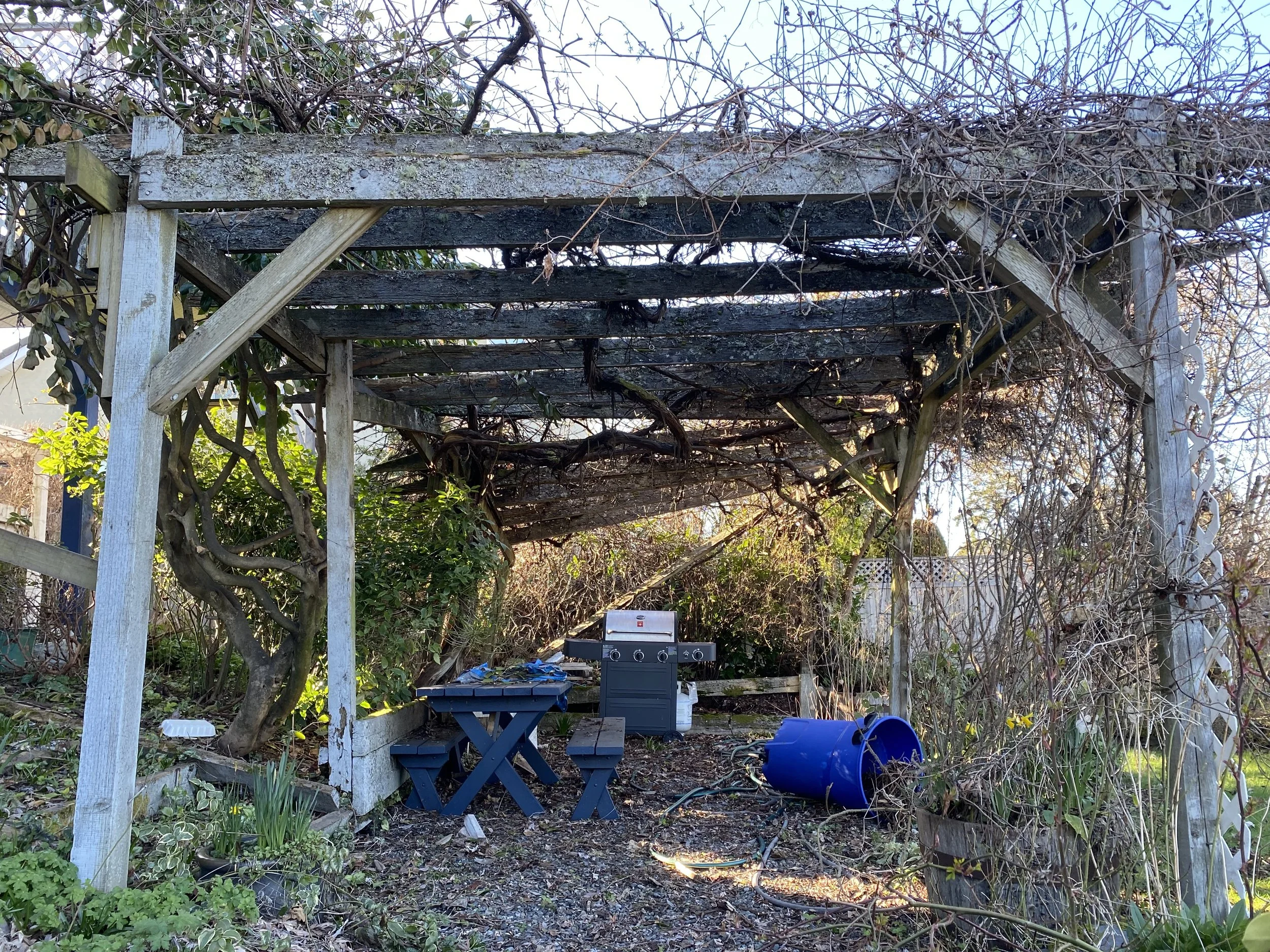 Backyard with a wooden pergola covered in dried vines, a blue bucket on its side, a small outdoor grill, a black folding table, and various plants and trees.