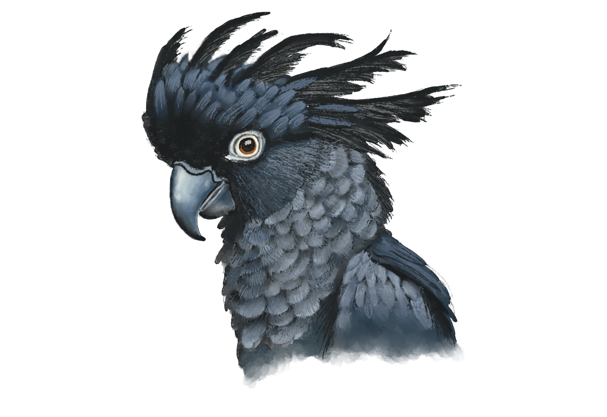 black cockatoo.png
