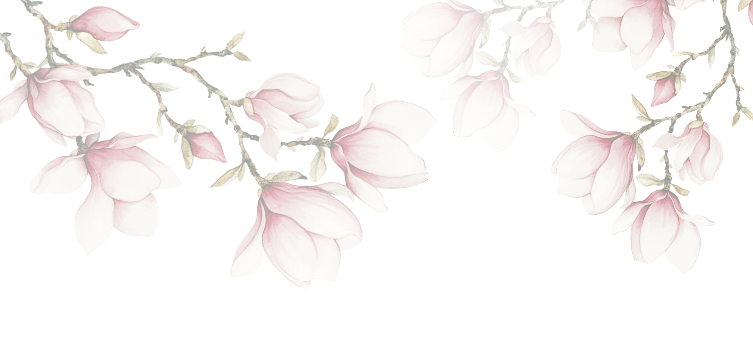 A branch of magnolia flowers with pink and white petals.