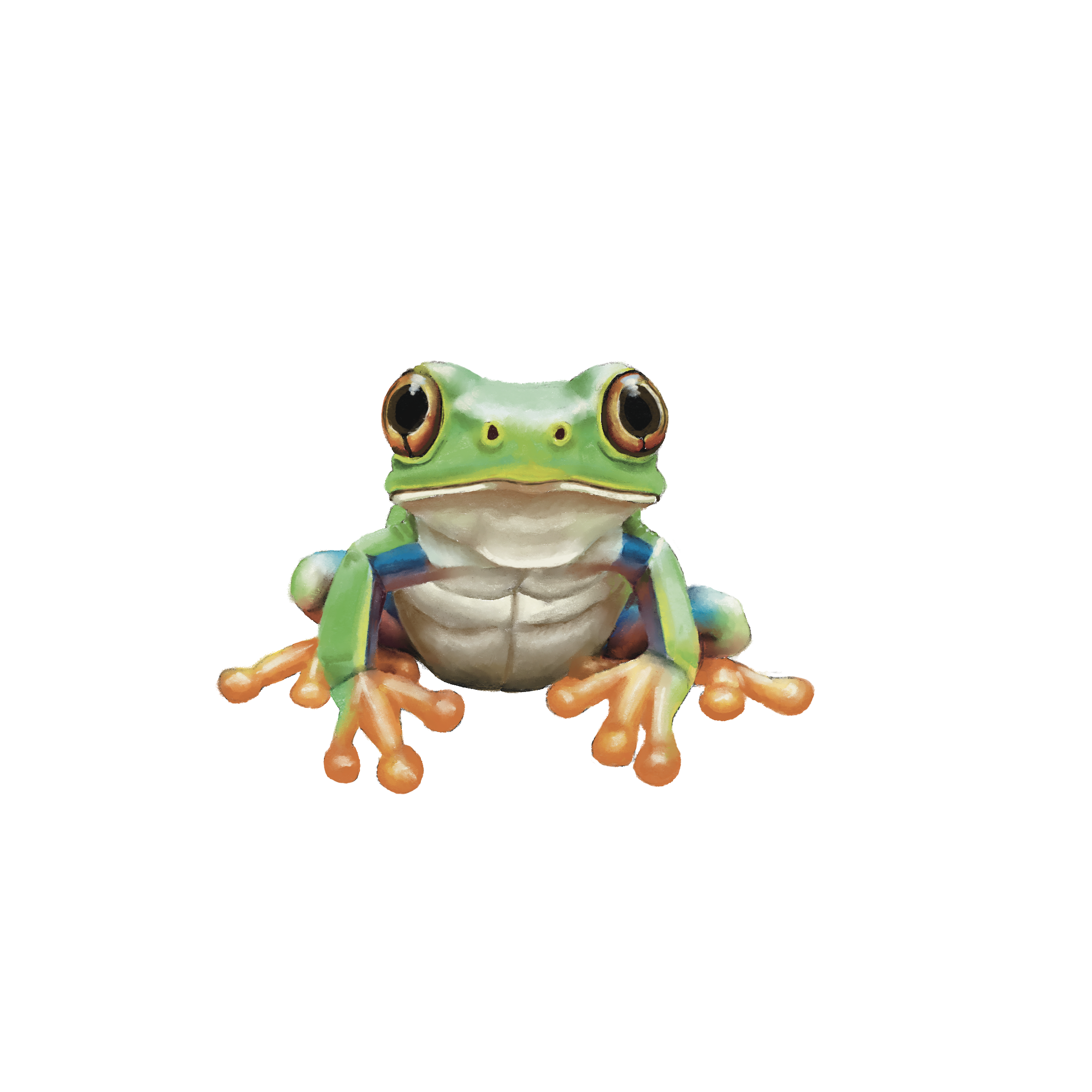 Colorful tree frog with green body, orange toes, and large black eyes, facing forward on a black background.