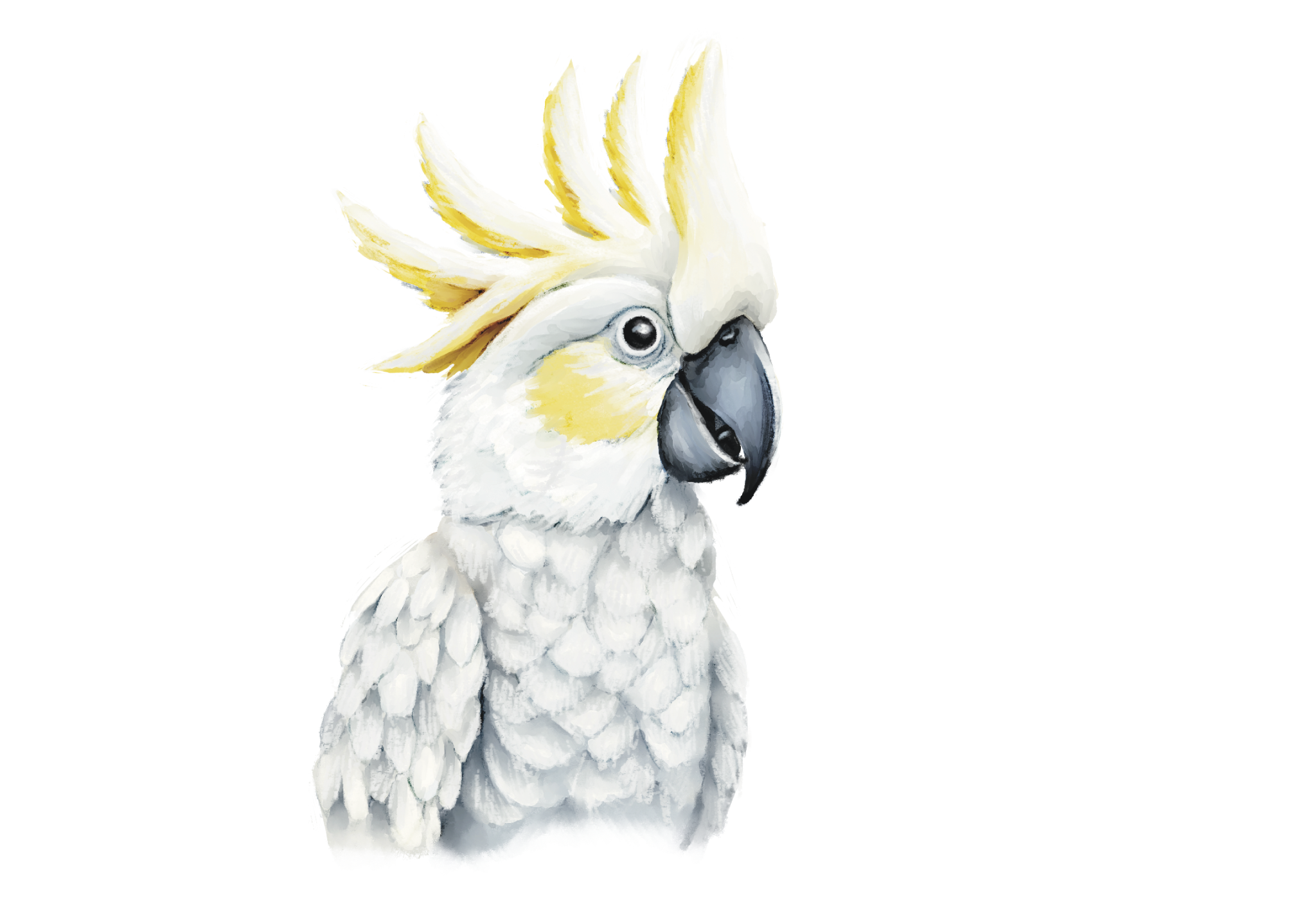 cocky.png