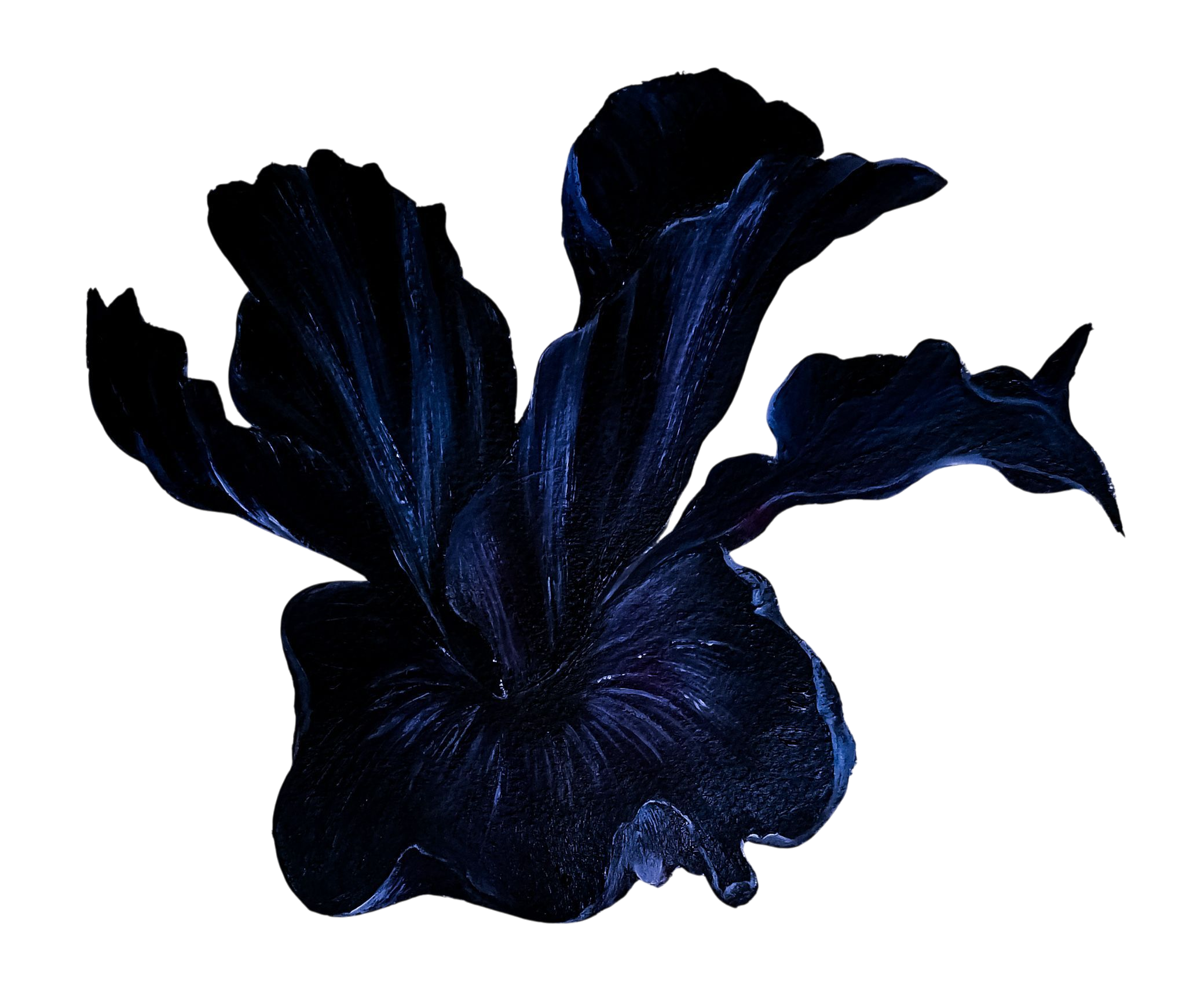 A dark-colored iris flower with ruffled petals, appearing black with deep blue highlights, isolated on a black background.