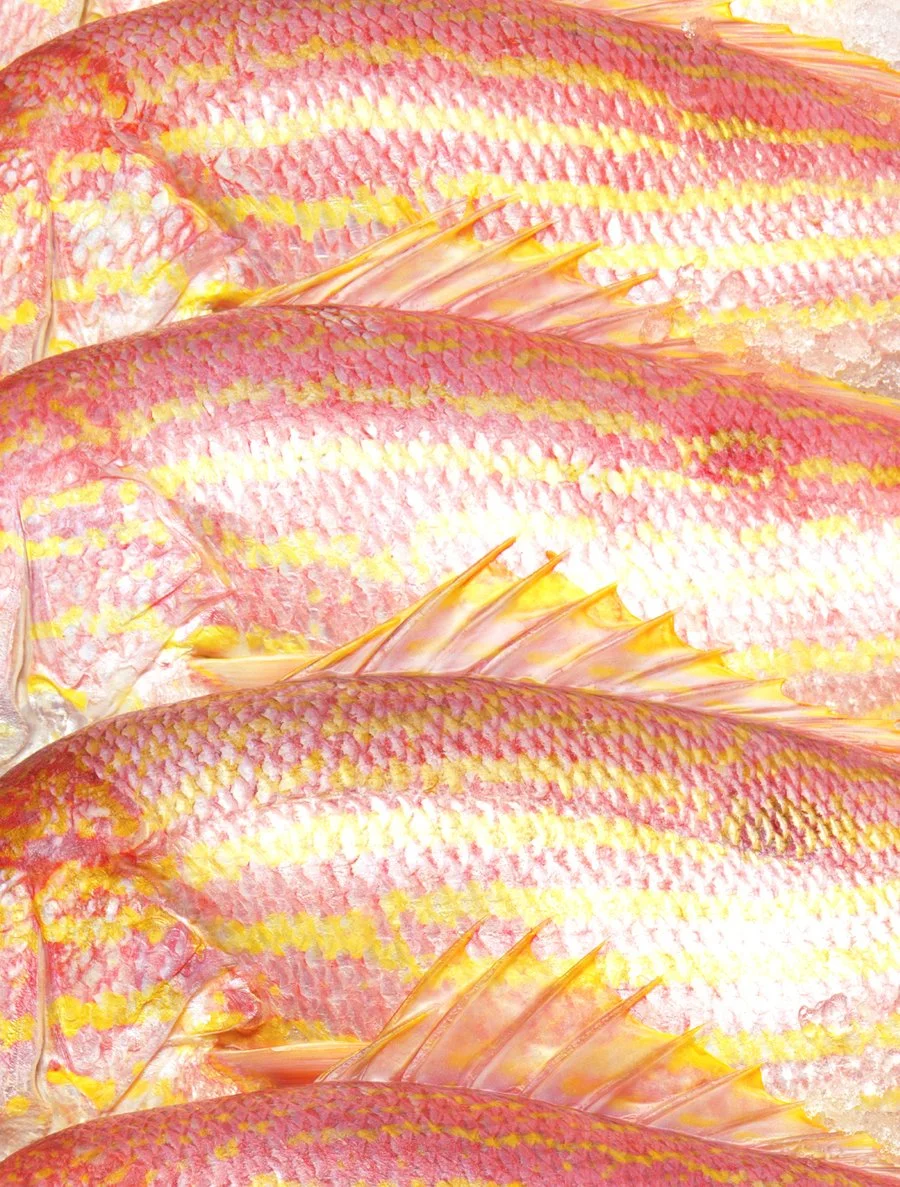 fish portnew new colour 09.jpg