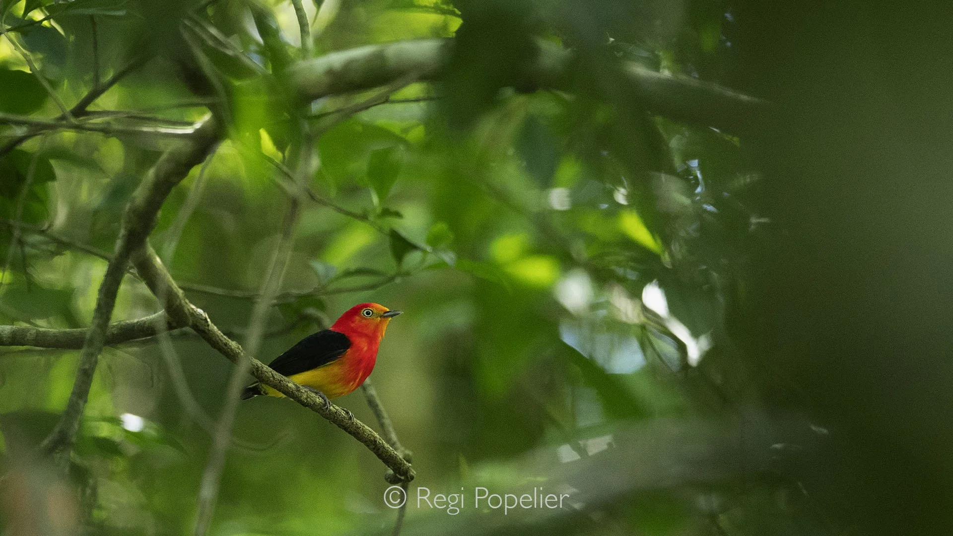ARG019 - Wire-tailed Manakin in its vibrant glory ,little or  tiny jewel of the tropical forests.
