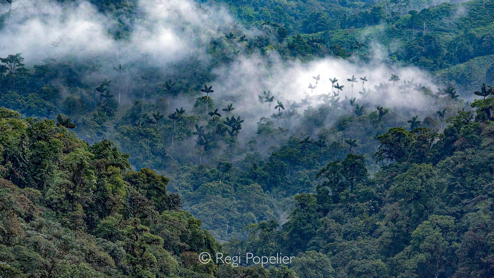 EQ028 - Light, mood, and patience, they all  come together in the rainforest.